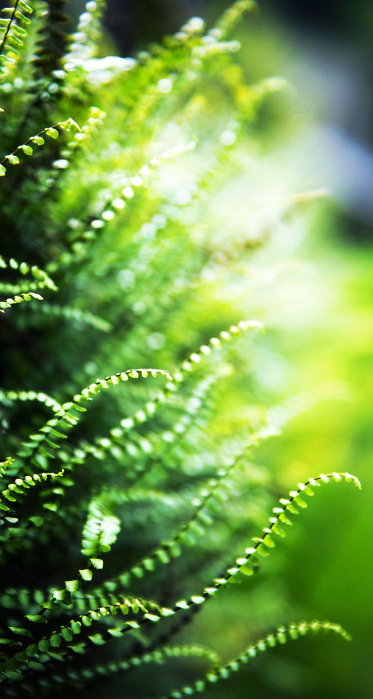 The iPhone Wallpaper Green Ferns Macro