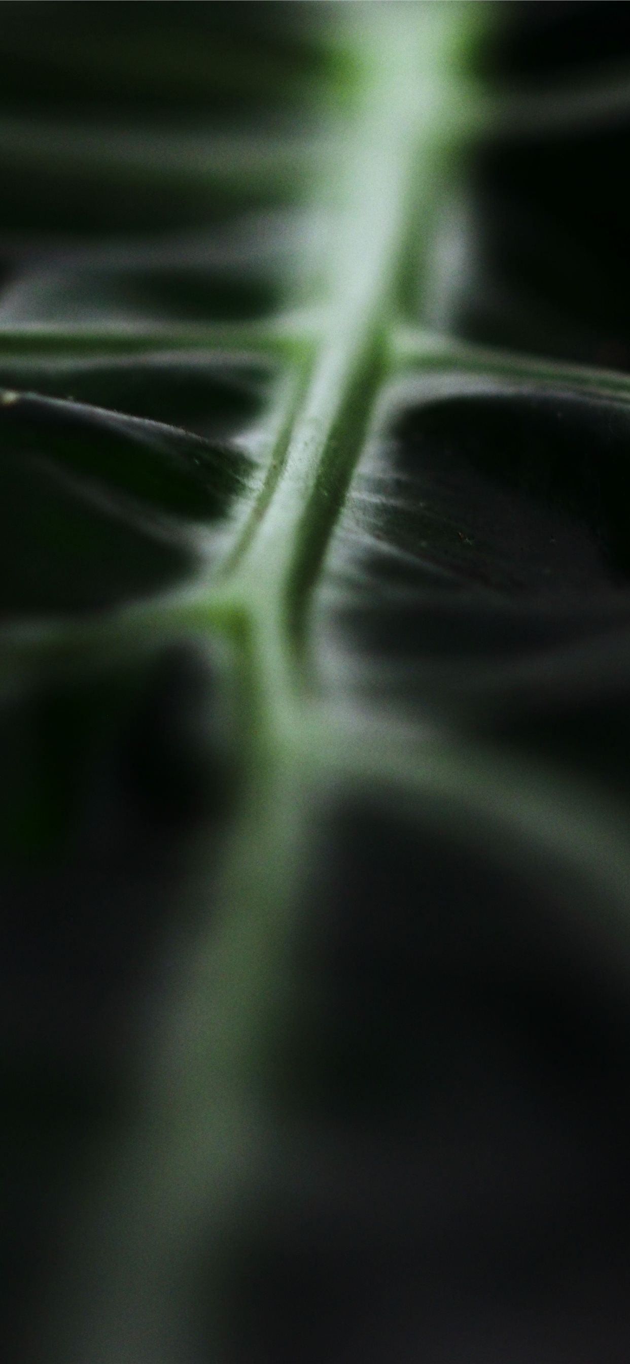 macro photography of green leaf iPhone X Wallpaper Free Download
