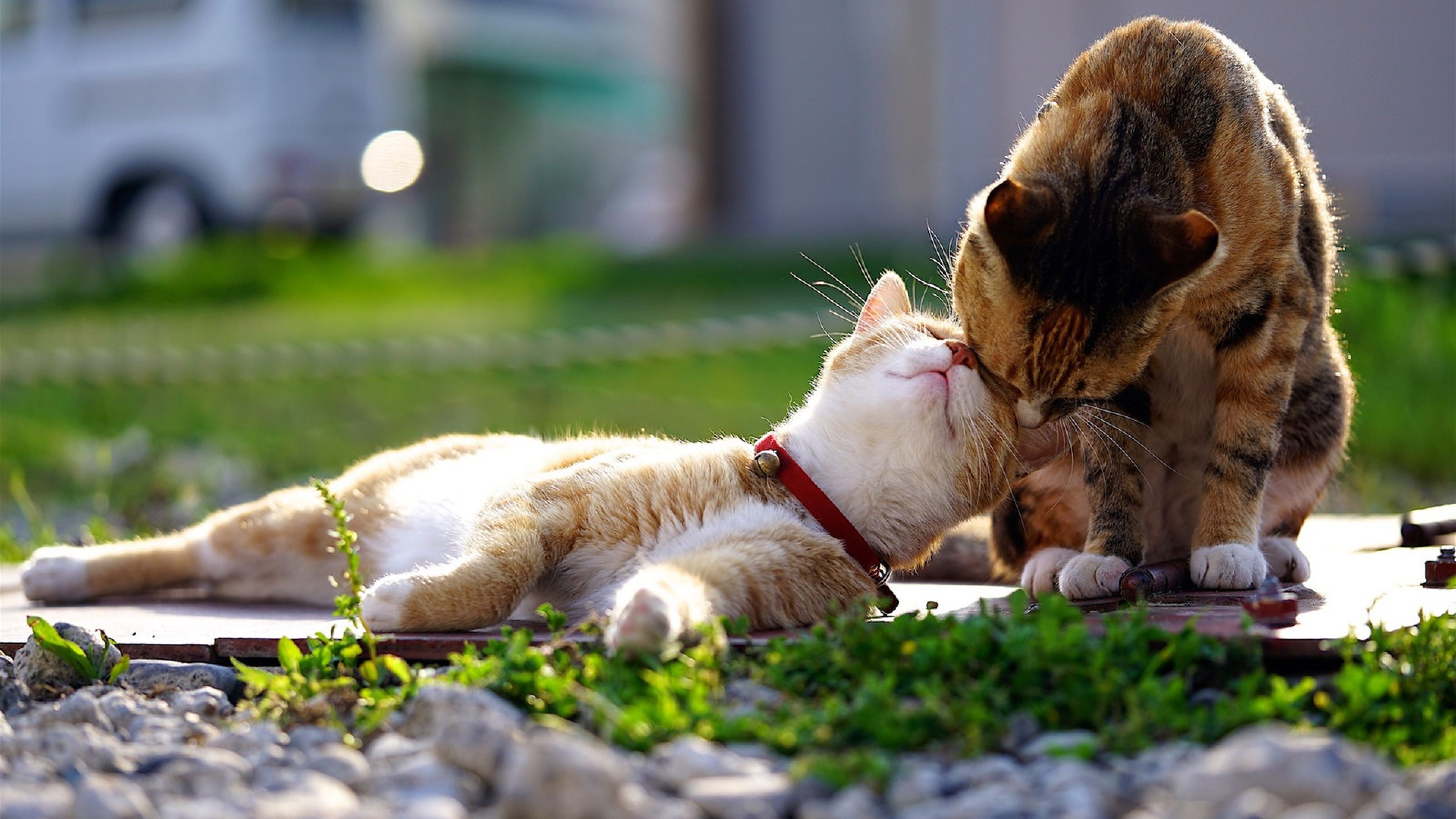 Cat and Dog Spring Wallpaper