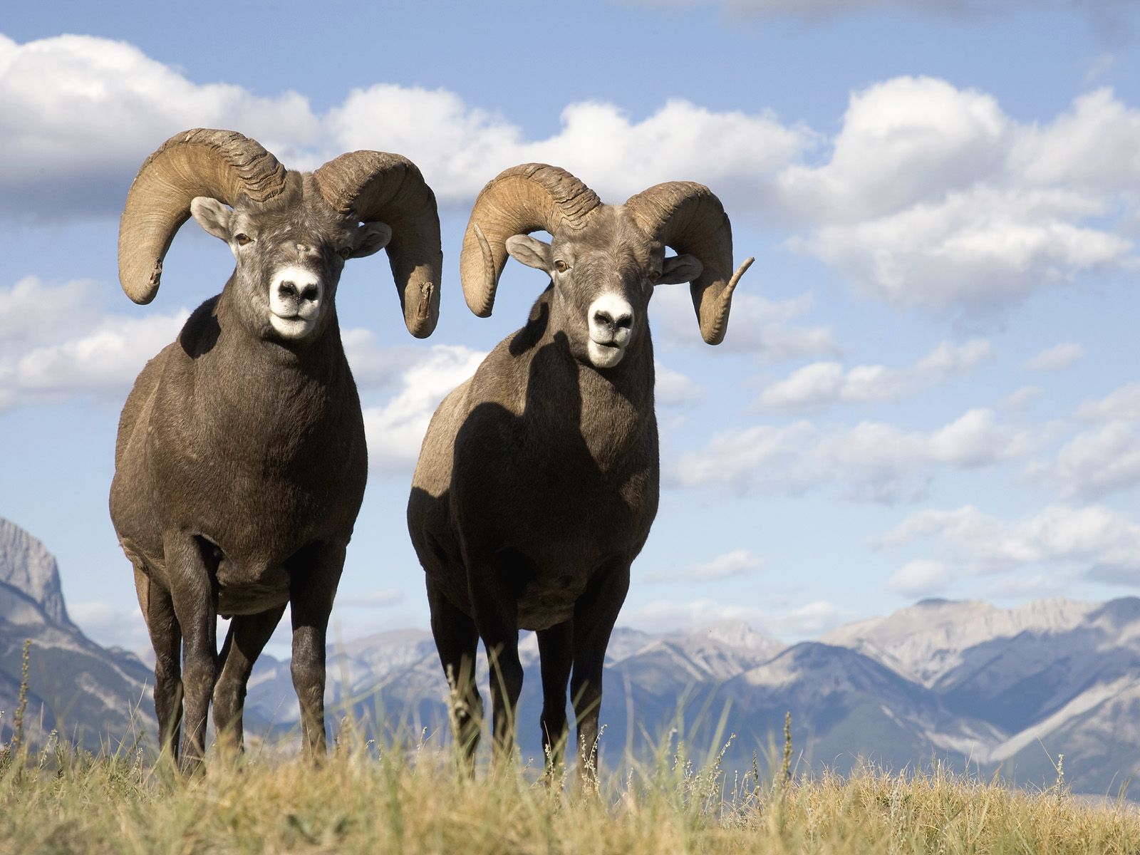 Bighorn Sheep wallpaper, Animal, HQ Bighorn Sheep pictureK Wallpaper 2019
