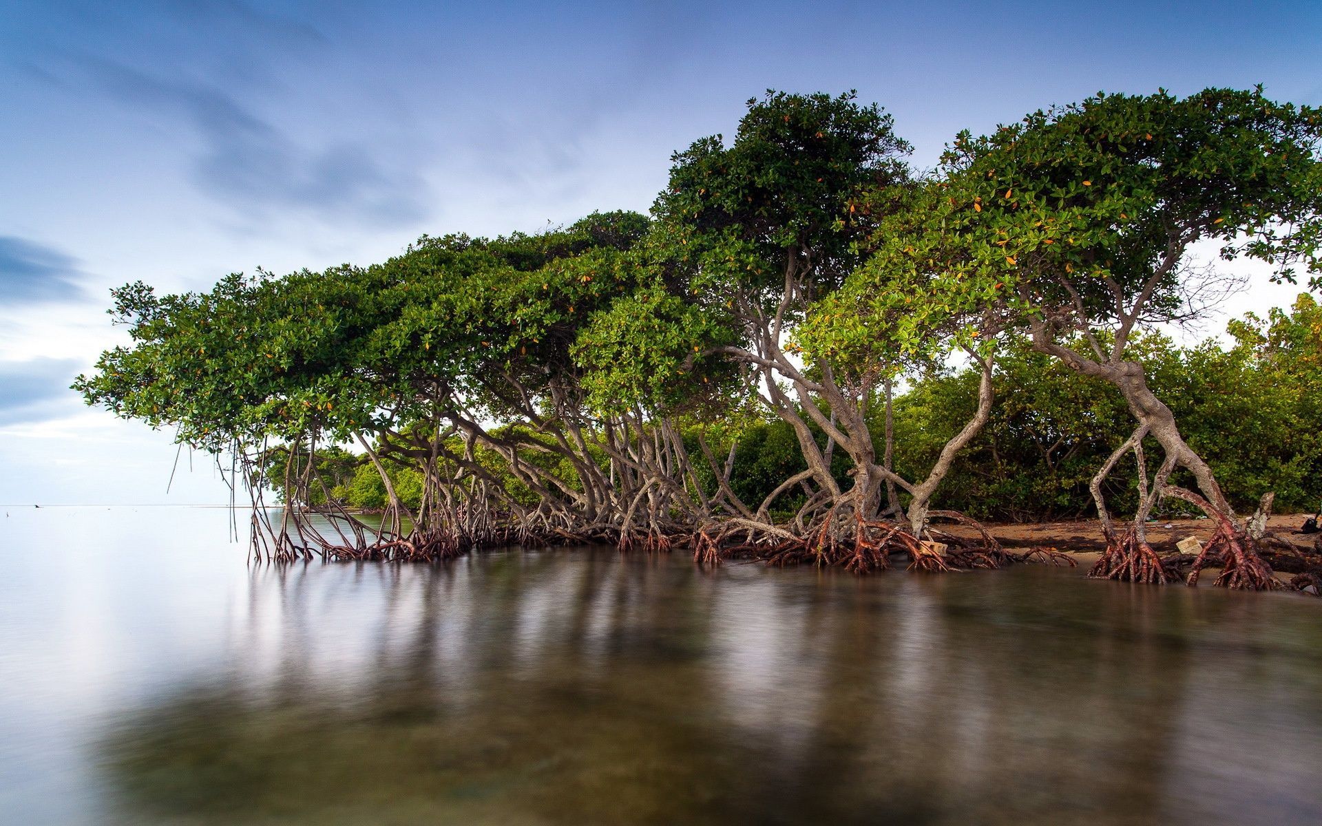 mangrovite. Mangrove forest, Mangrove, Ecotourism
