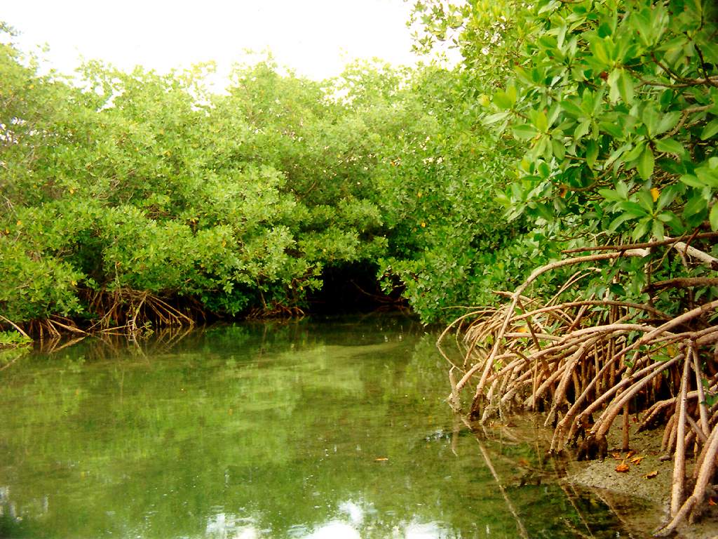 Mangrove Wallpaper. Mangrove Swamp Wallpaper, Mangrove Wallpaper and Mangrove Swamp Background