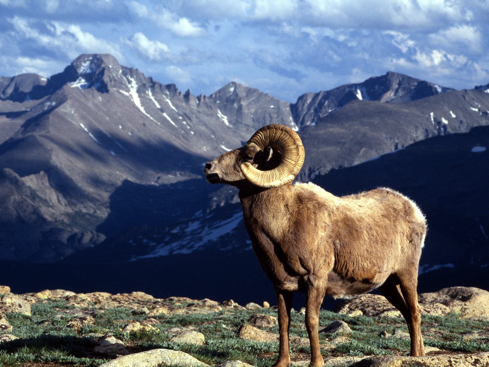 Bighorn Sheep Wallpaper. Bighorn Sheep Wallpaper, Rocky Mountain Bighorn Sheep Wallpaper and Sierra Nevada Bighorn Sheep Wallpaper