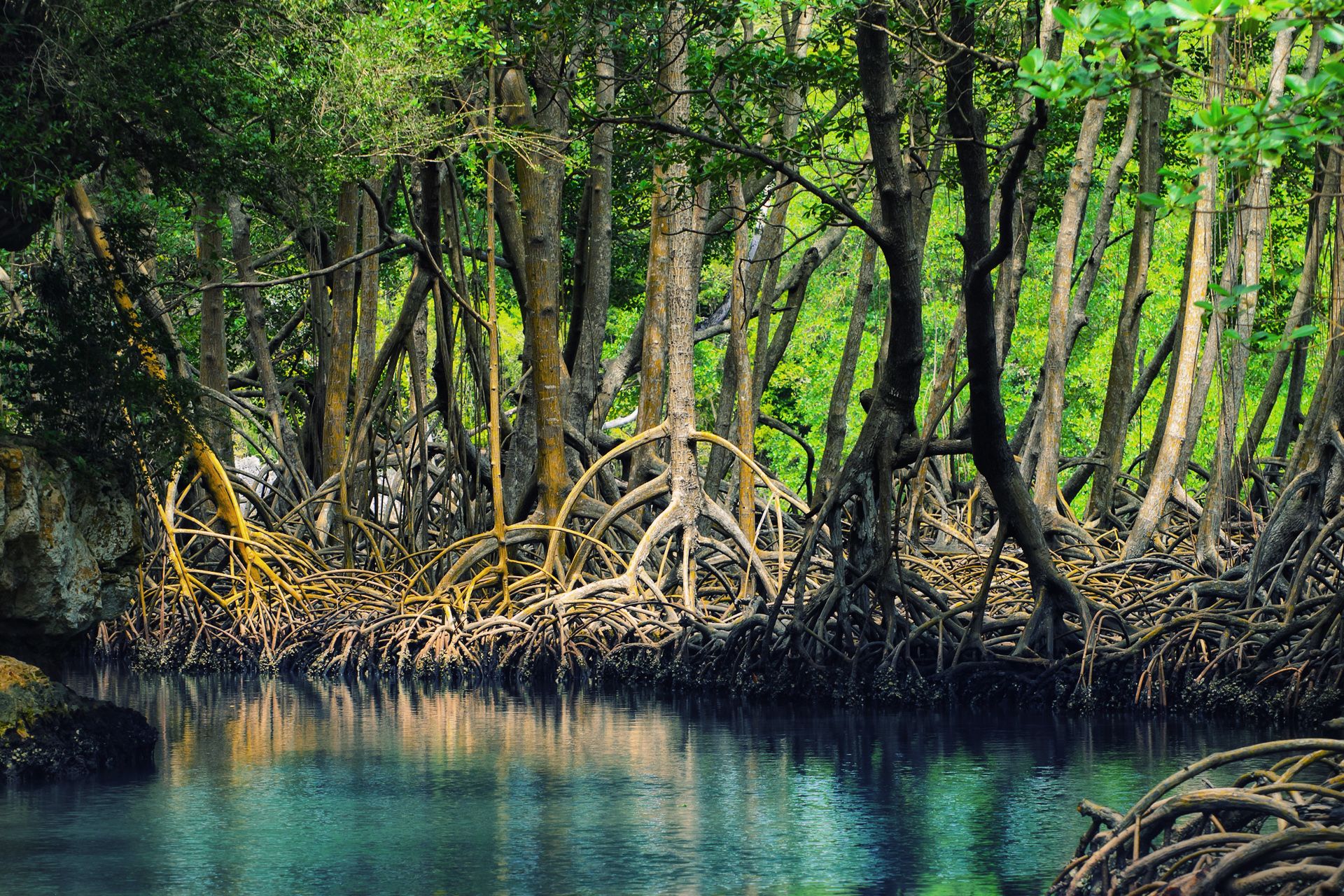 Mangrove Wallpaper. Mangrove Swamp Wallpaper, Mangrove Wallpaper and Mangrove Swamp Background