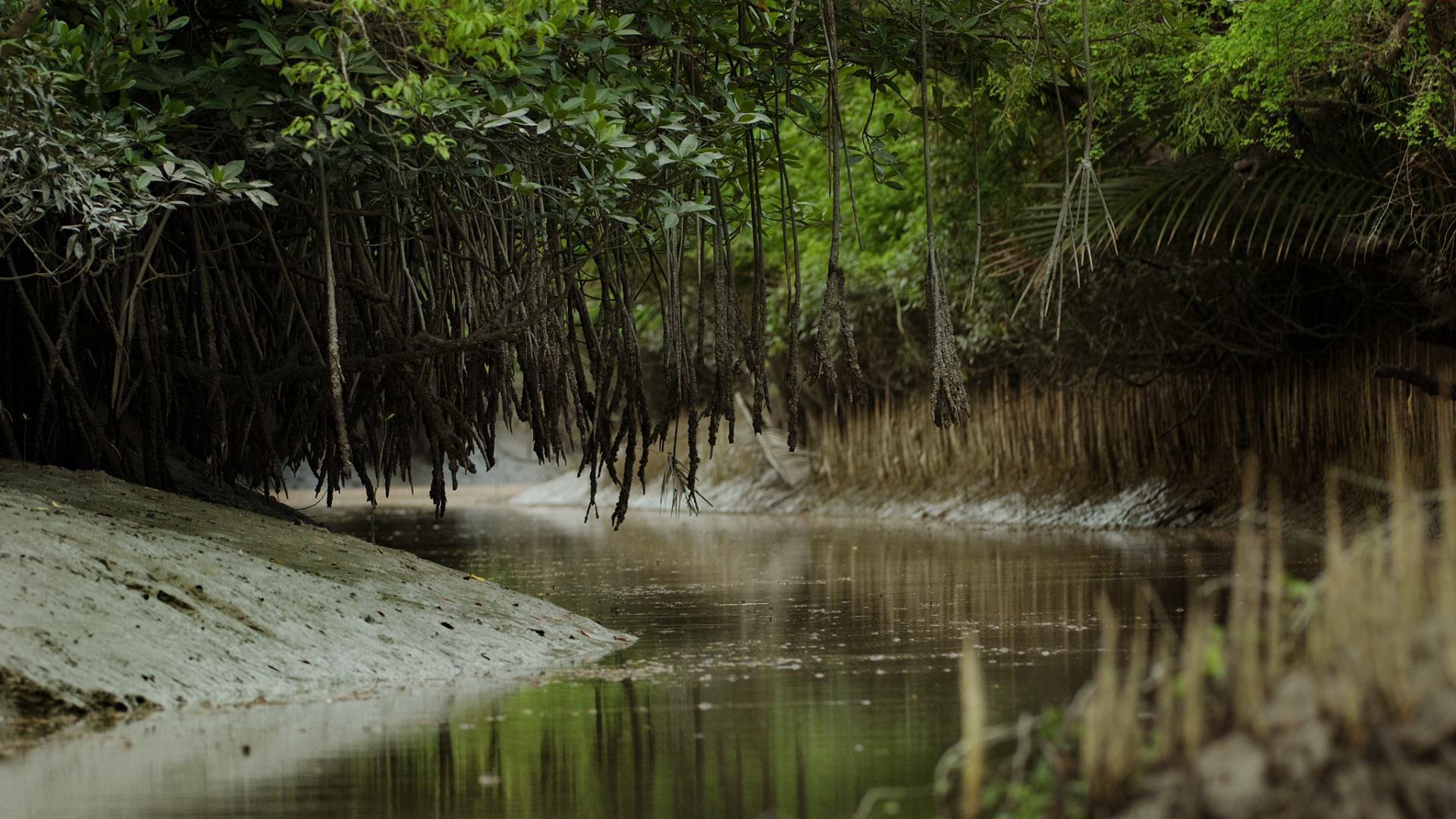 Sundarban largest mangrove forest [1920X1080]