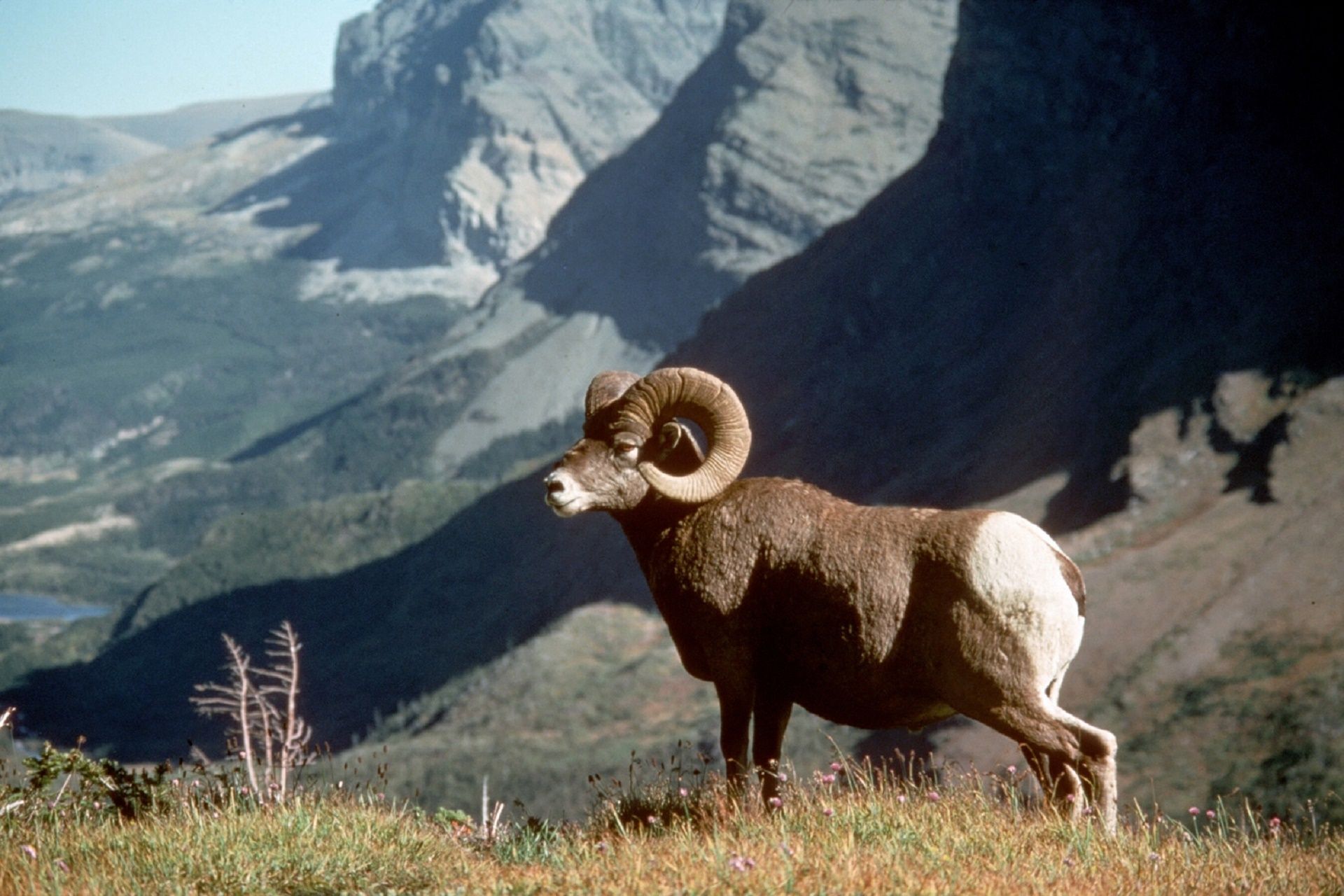 Bighorn Sheep Free Domain Picture