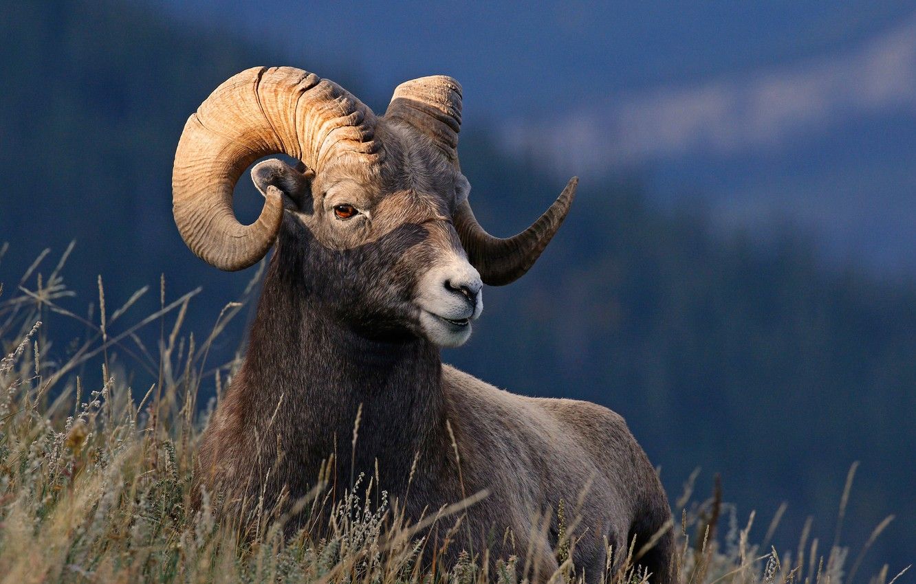 Bighorn Sheep Wallpapers - Wallpaper Cave