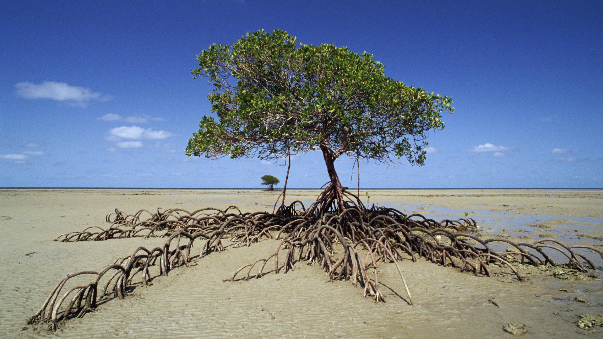 mangrove, Tree, National, Par Wallpaper HD / Desktop and Mobile Background