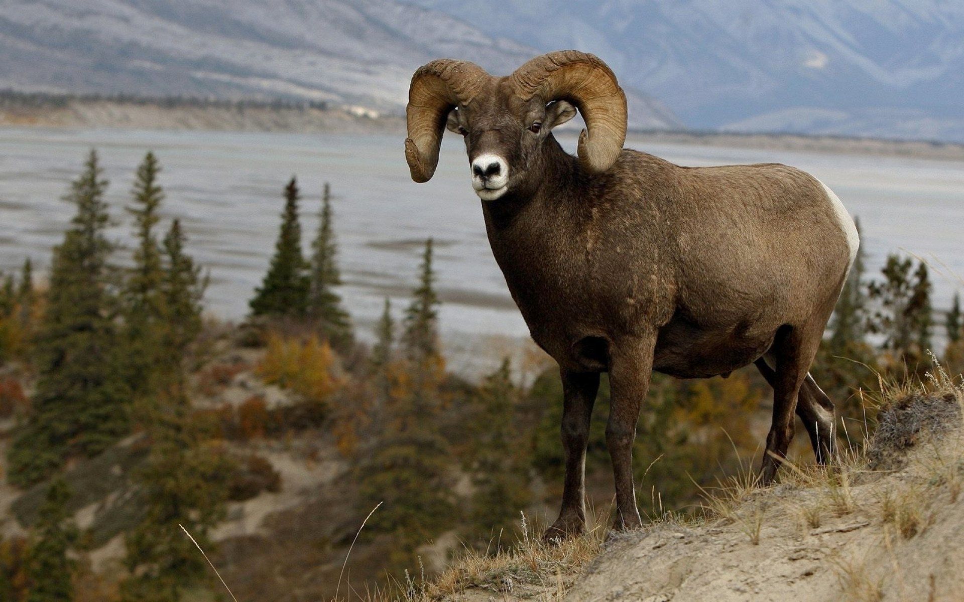 Title Mountain Sheep Animal Sheep Wallpaper Sheep Desktop HD Wallpaper