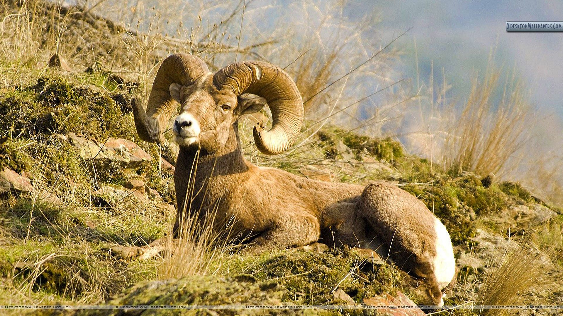 Rocky Mountain Bighorn Sheep Wallpaper Sheep Wallpaper iPhone HD Wallpaper