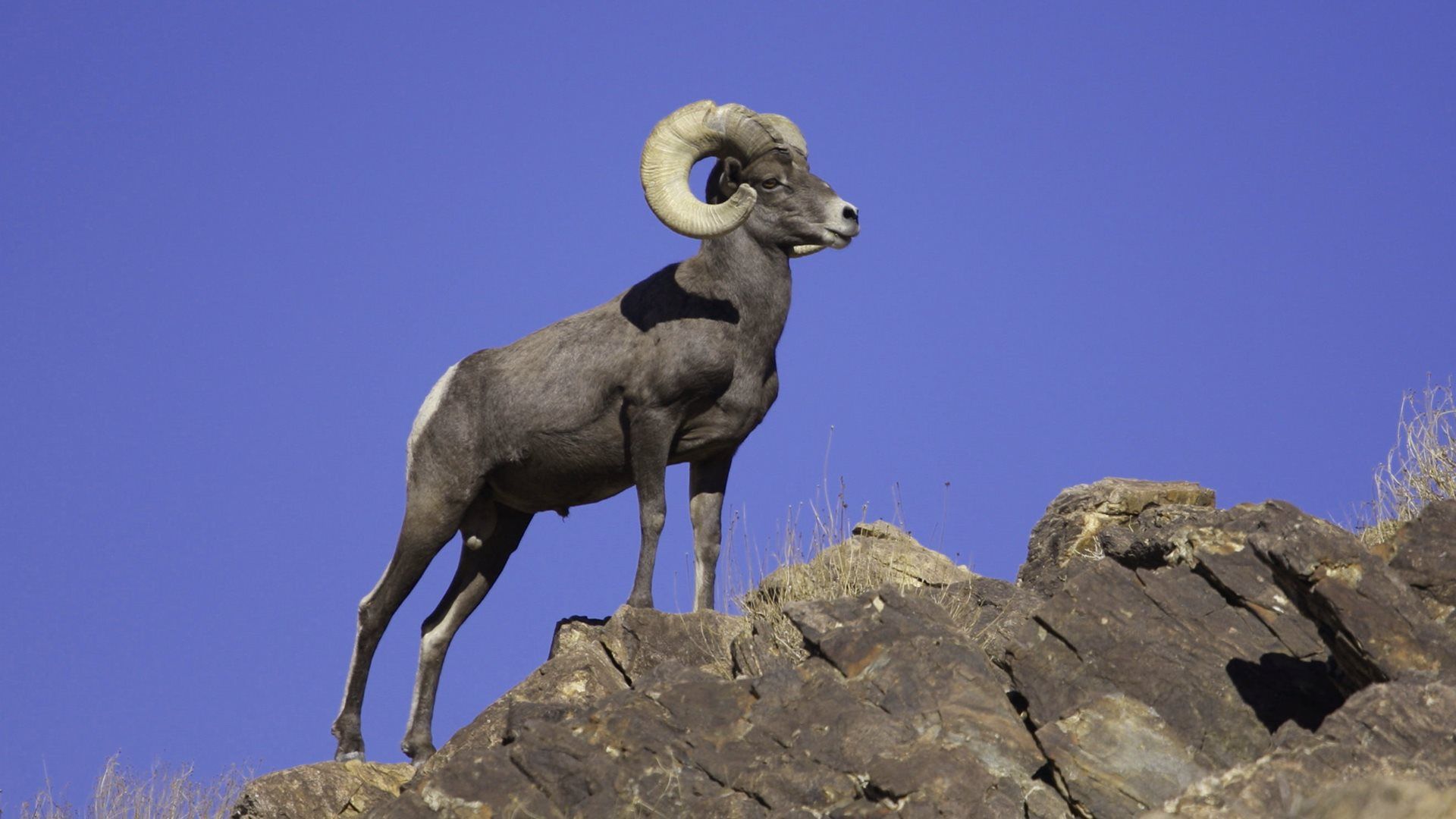 Desert Bighorn Sheep HD Wallpaper