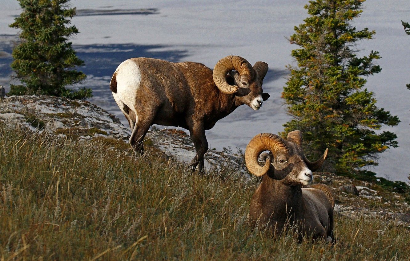 Wallpaper nature, Canada, horns, RAM, bighorn sheep image for desktop, section животные