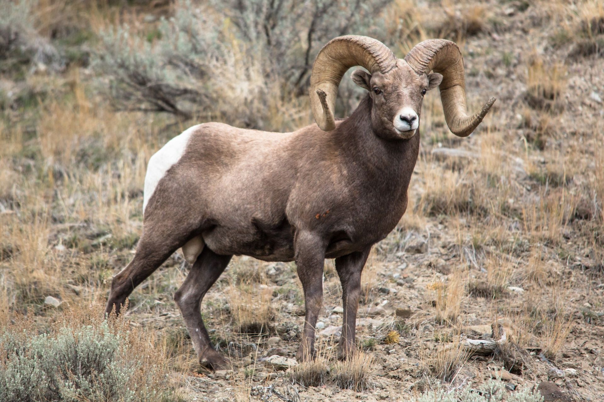 Download free photo of Bighorn, sheep, ram, portrait, wildlife