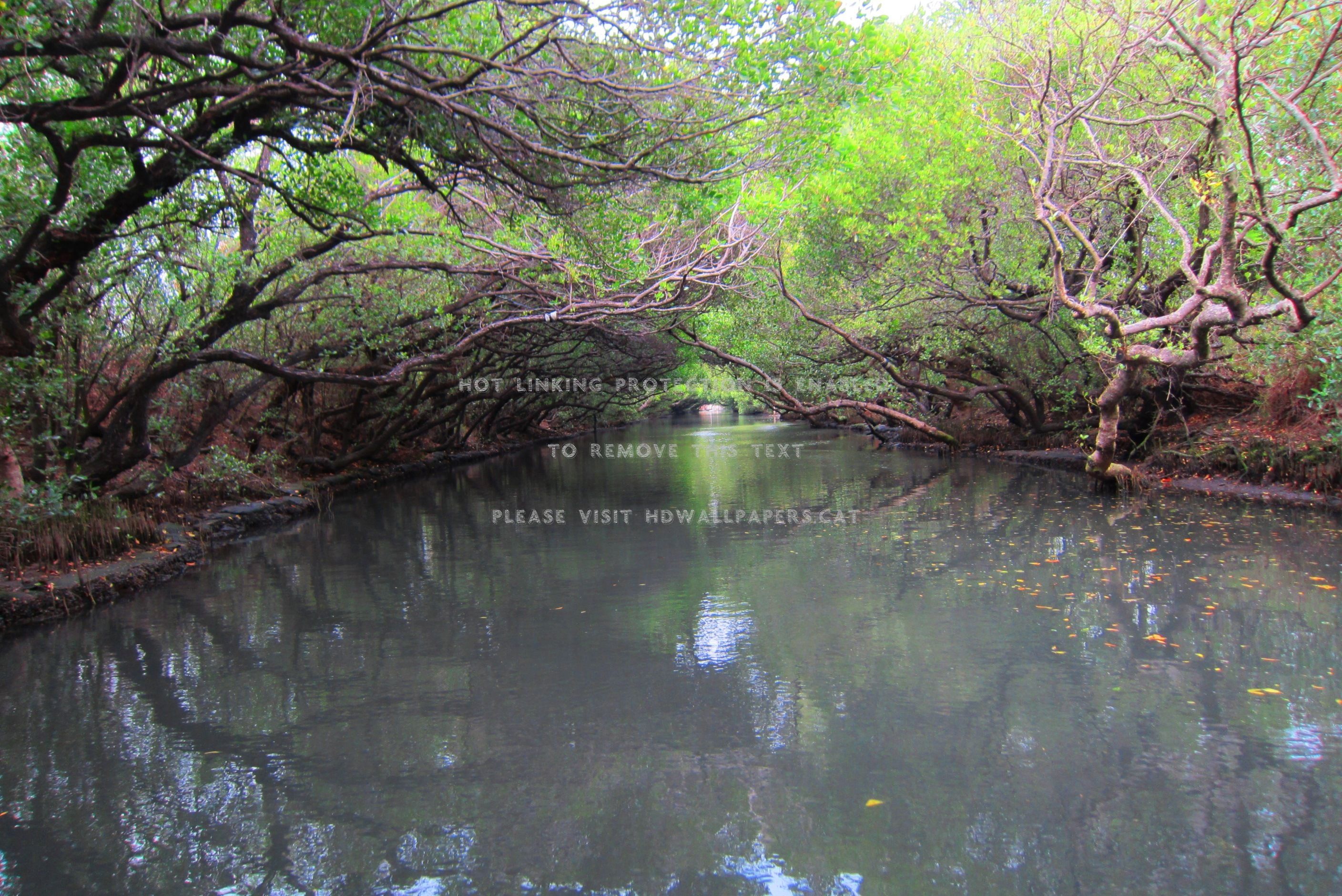 mangrove forests waterways trip beautiful
