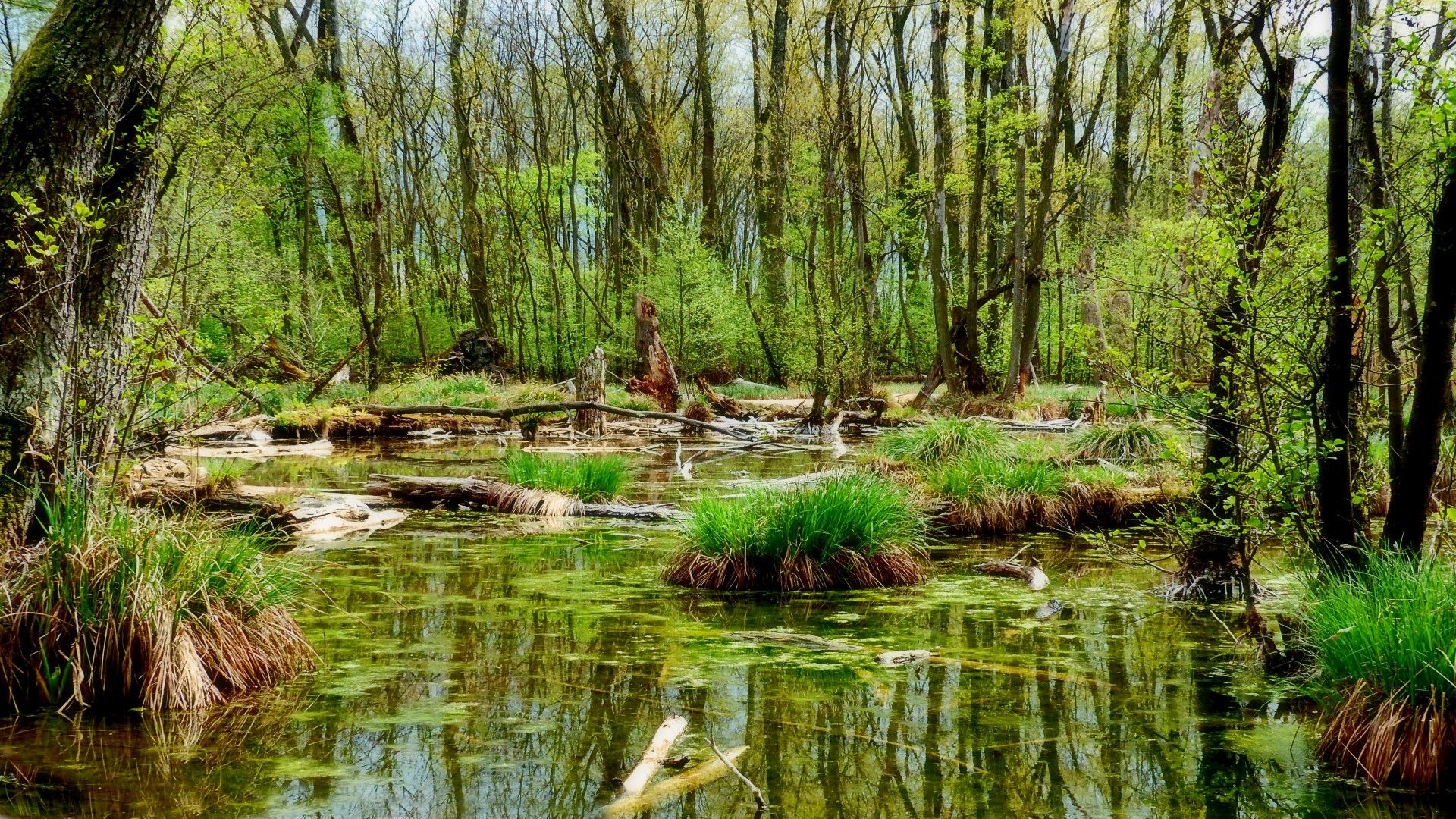 Mangrove Waters At Spring- HD 4K