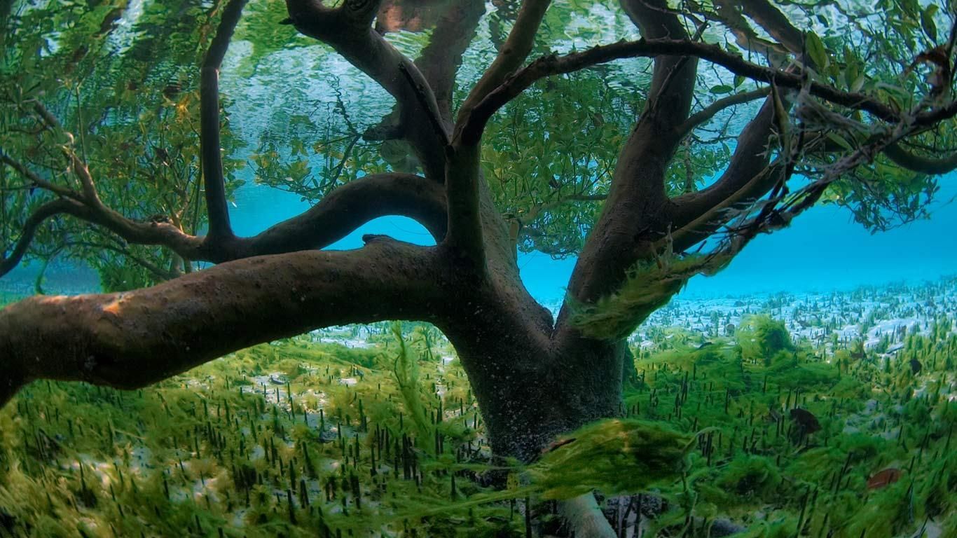 Underwater Mangrove Tree. Tree photography, Beautiful tree, Photo tree