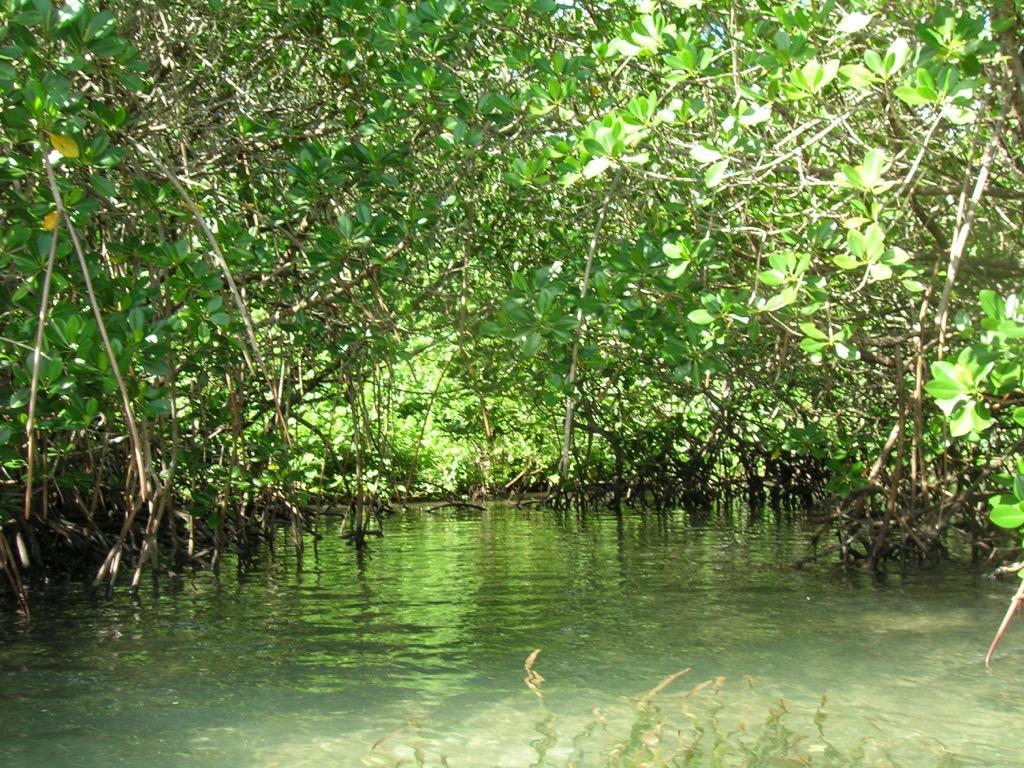 Mangroves Wallpaper HD FREE for Android