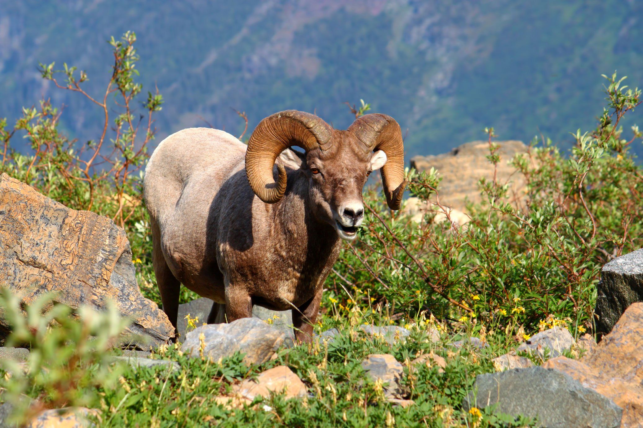 bighorn, Sheep Wallpaper HD / Desktop and Mobile Background