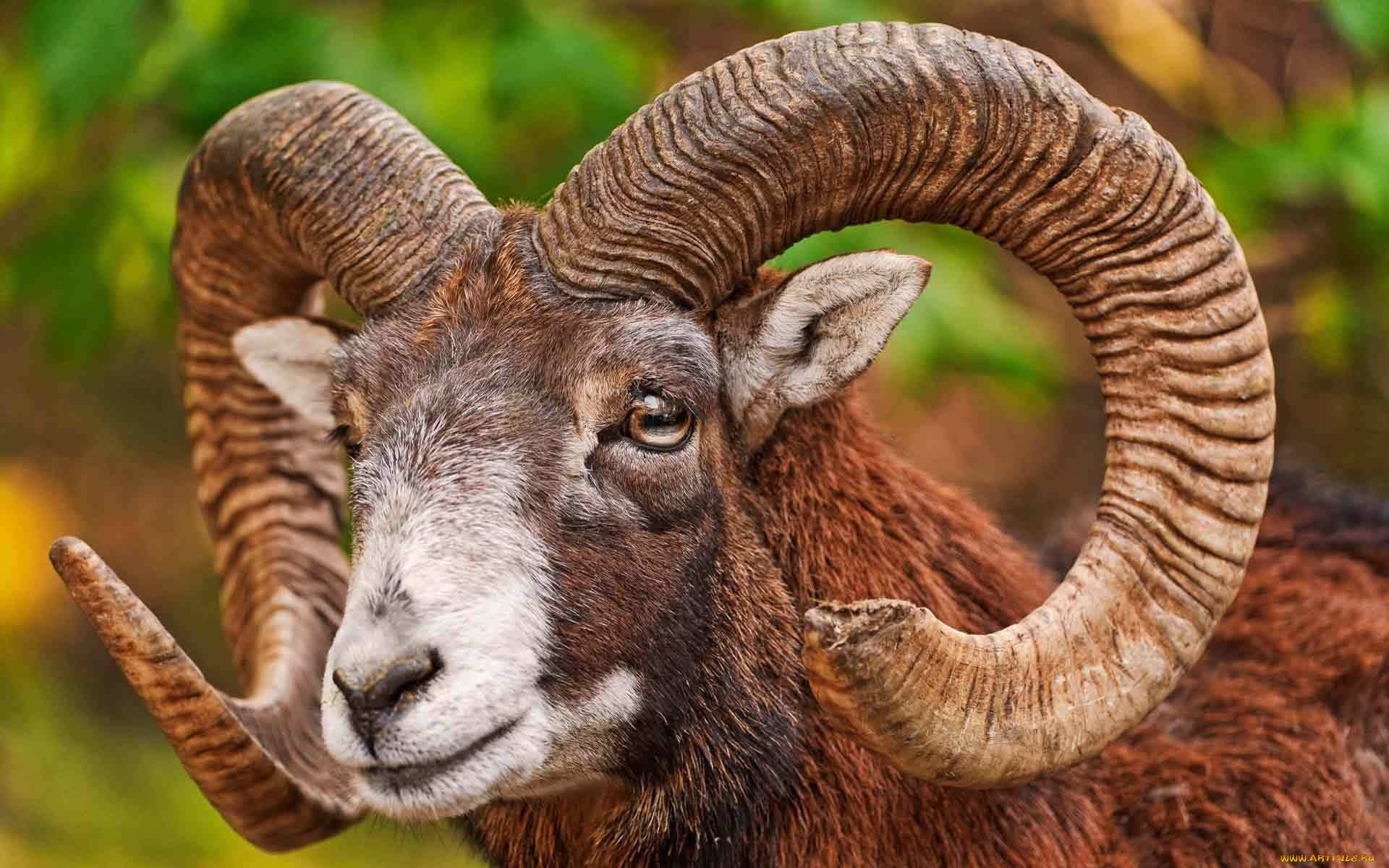 Title Animal Bighorn Sheep Wallpaper Sheep Image HD HD Wallpaper