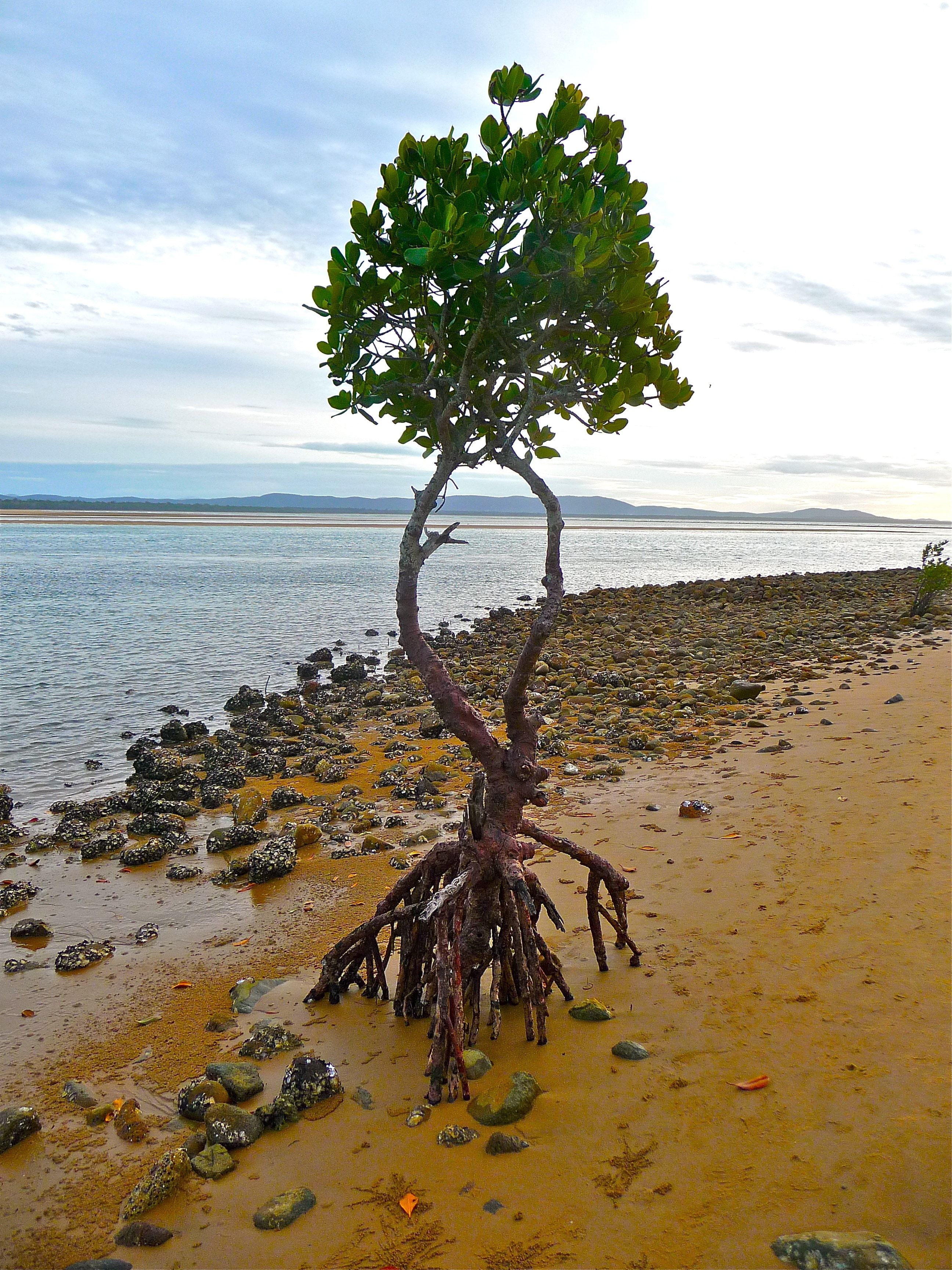 mangrove tree free image