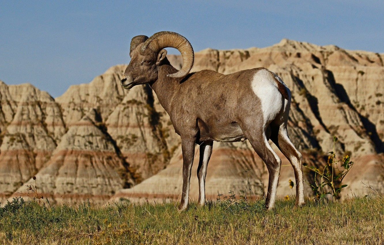 Wallpaper mountains, nature, horns, RAM, desert bighorn sheep image for desktop, section животные