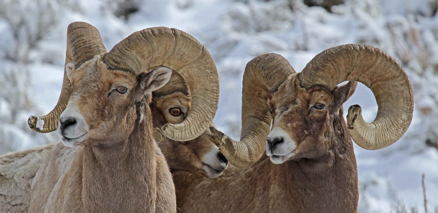 Bighorn sheep wallpaperx1859