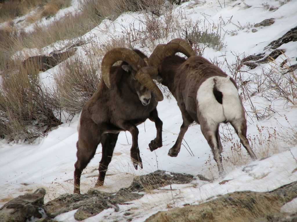 Bighorn Sheep Wallpapers Wallpaper Cave 