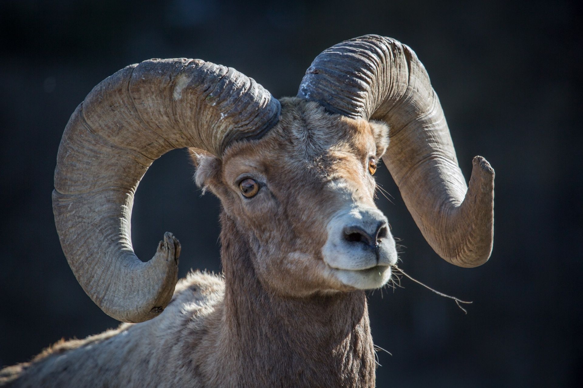 Bighorn Sheep Free Domain Picture