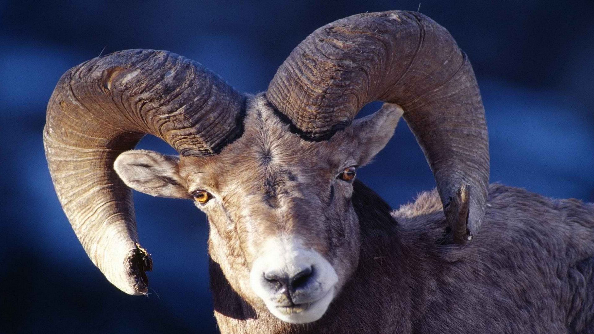 Bighorn Sheep phone, desktop wallpaper, picture, photo, bckground image