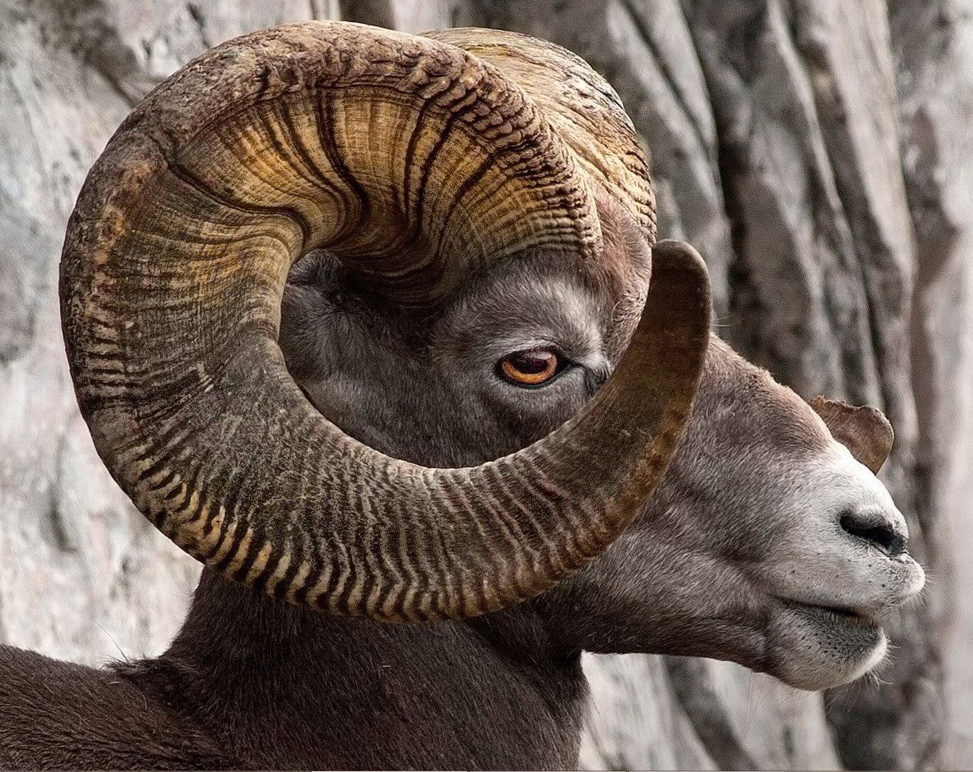 Rocky Mountain Bighorn Sheep, full curl on its magnificent horns. [bing photo]. Big horn sheep, Animals, Pet birds