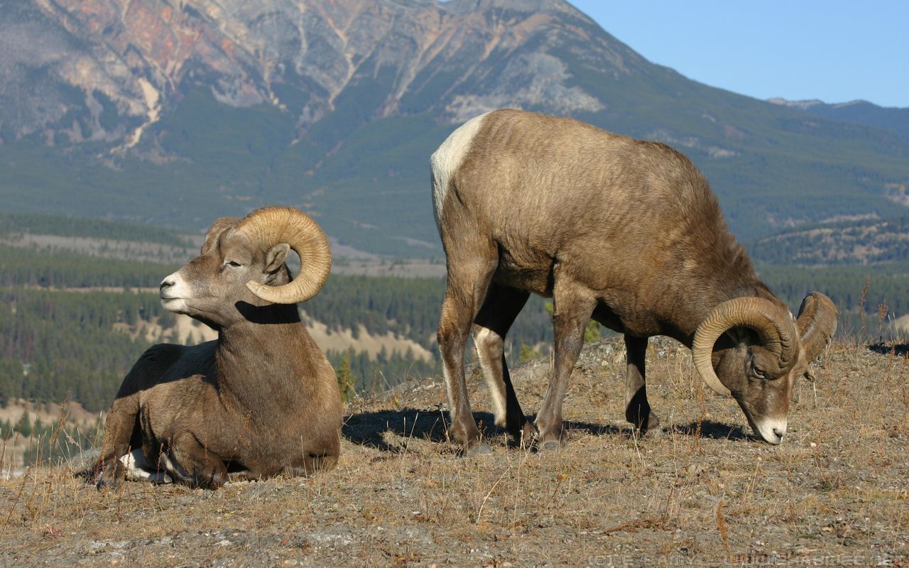 Big Horn sheep Wallpaper