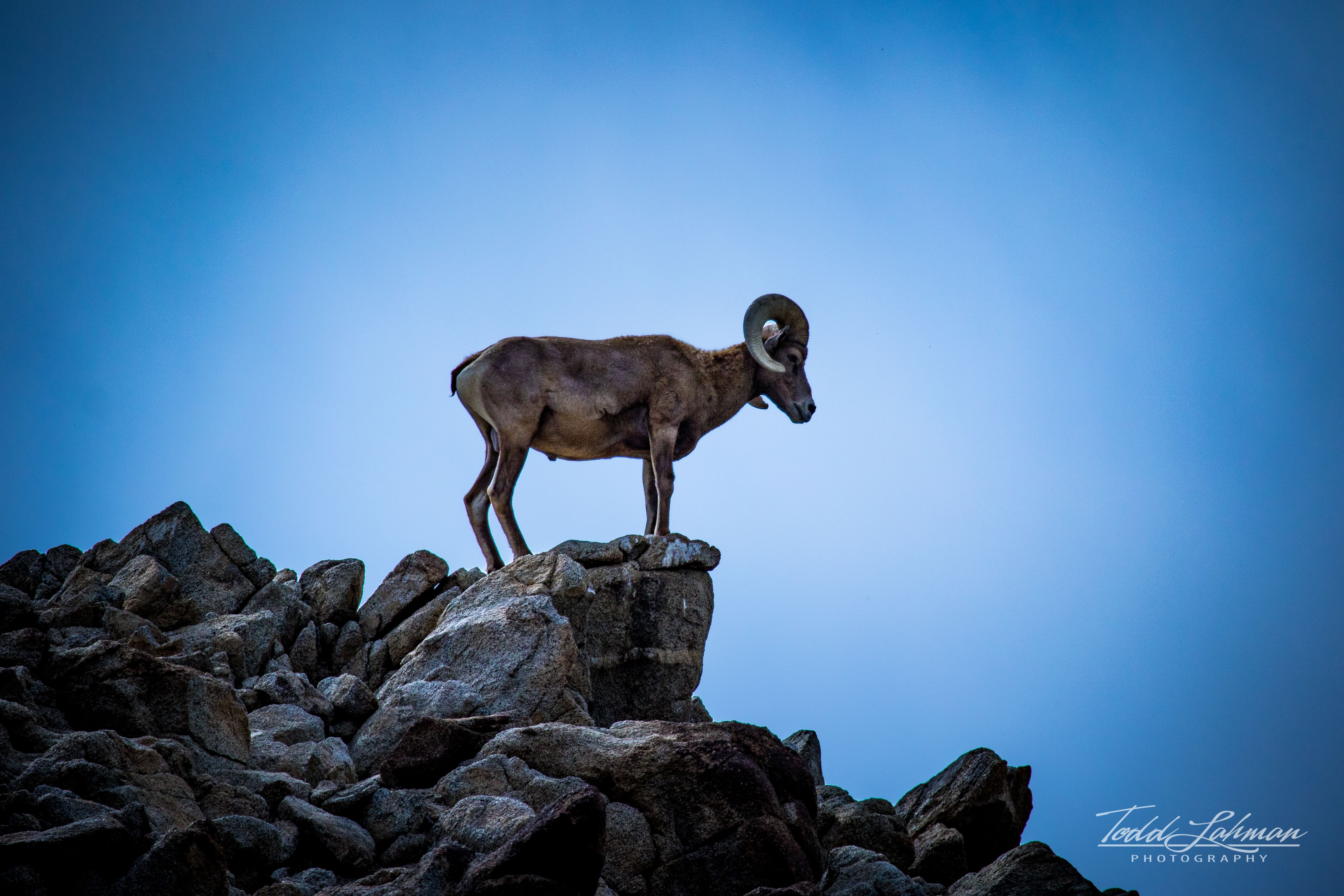 Wallpaper, bighornsheep, sheep, canon7dmkii, Canon, canon100400, rock, thelivingdesert, palmdesert, California, zoosofnorthamerica, Zoo 5005x3337