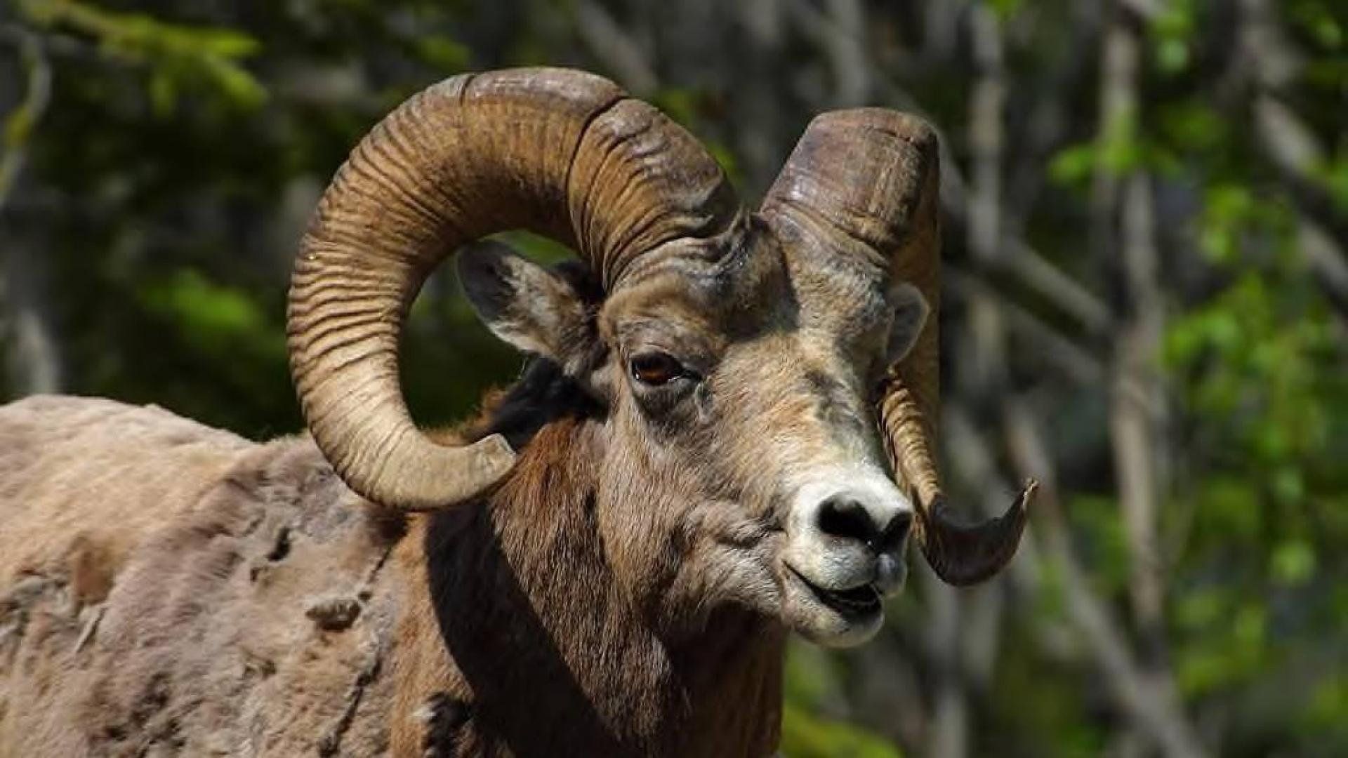 bighorn, Sheep Wallpaper HD / Desktop and Mobile Background