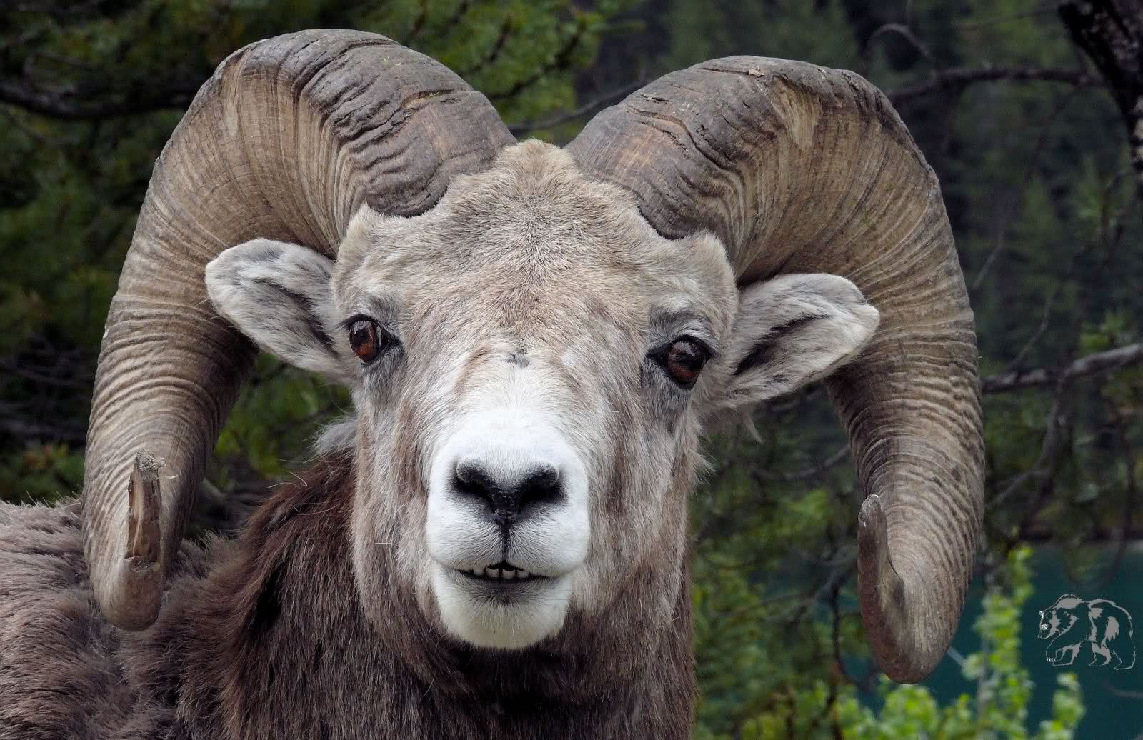 Goat Rocky Mountain Bighorn Sheep. Download Rocky Mountain Big Horn Sheep Wallpaper.com. Big horn sheep, Sheep, Wild north
