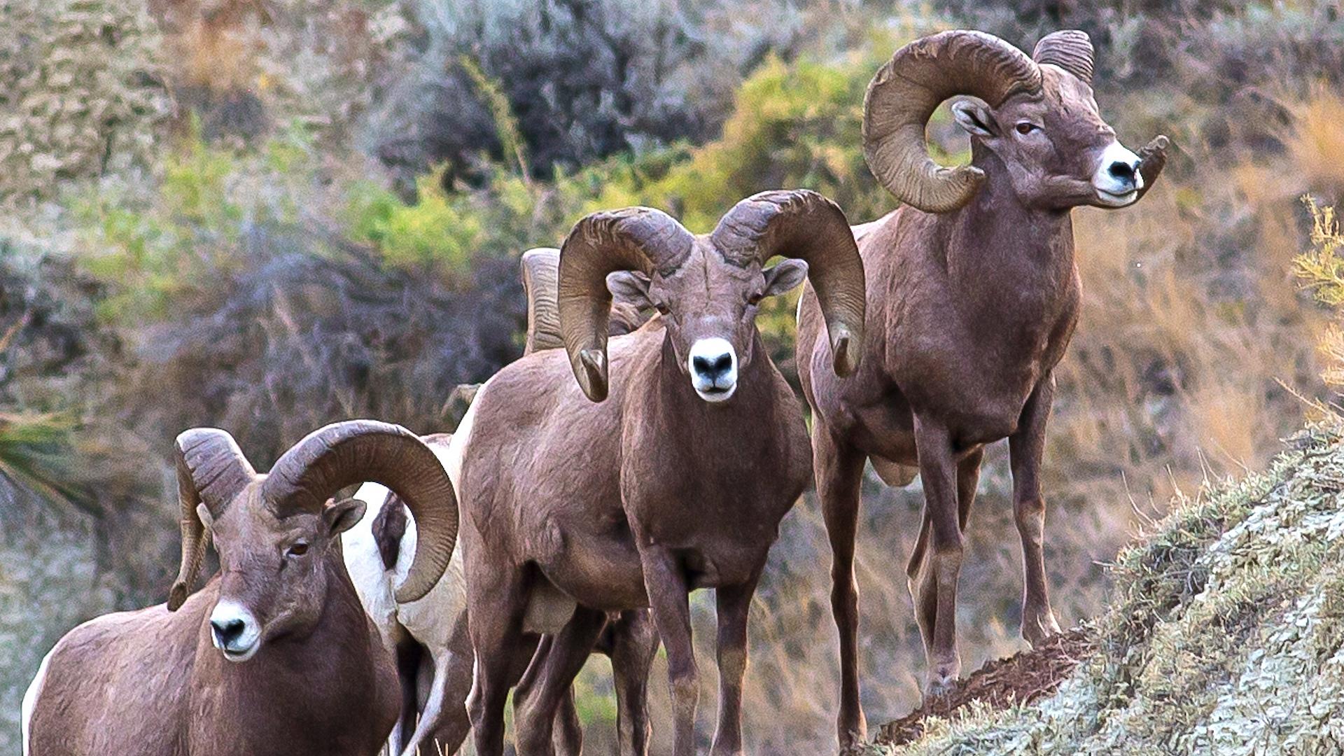 Sheep hunting is easy—but only if you know where to look • Outdoor Canada