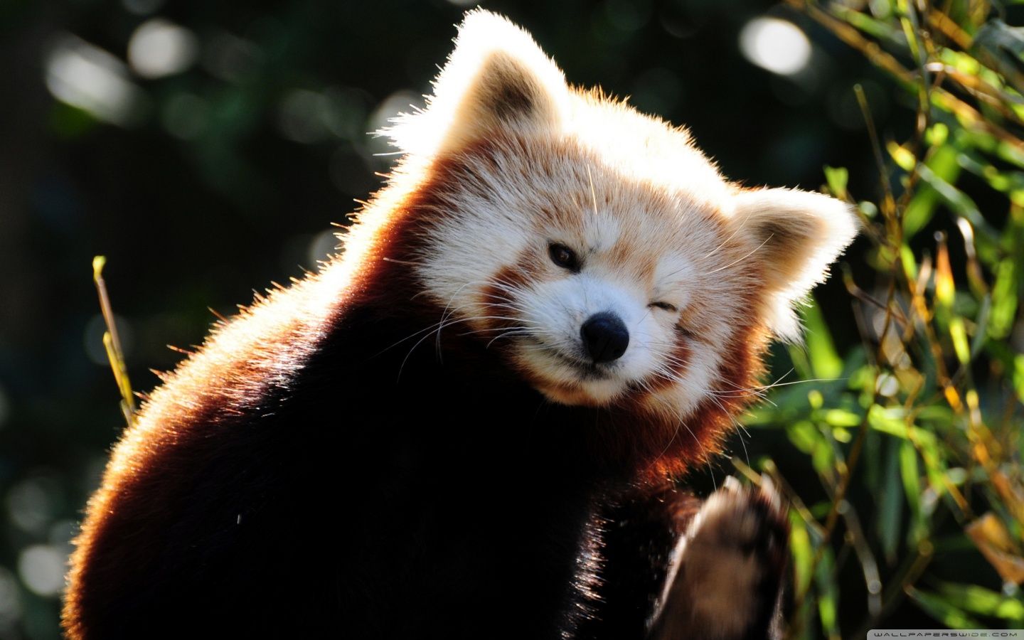 Cute red panda wallpaperx900