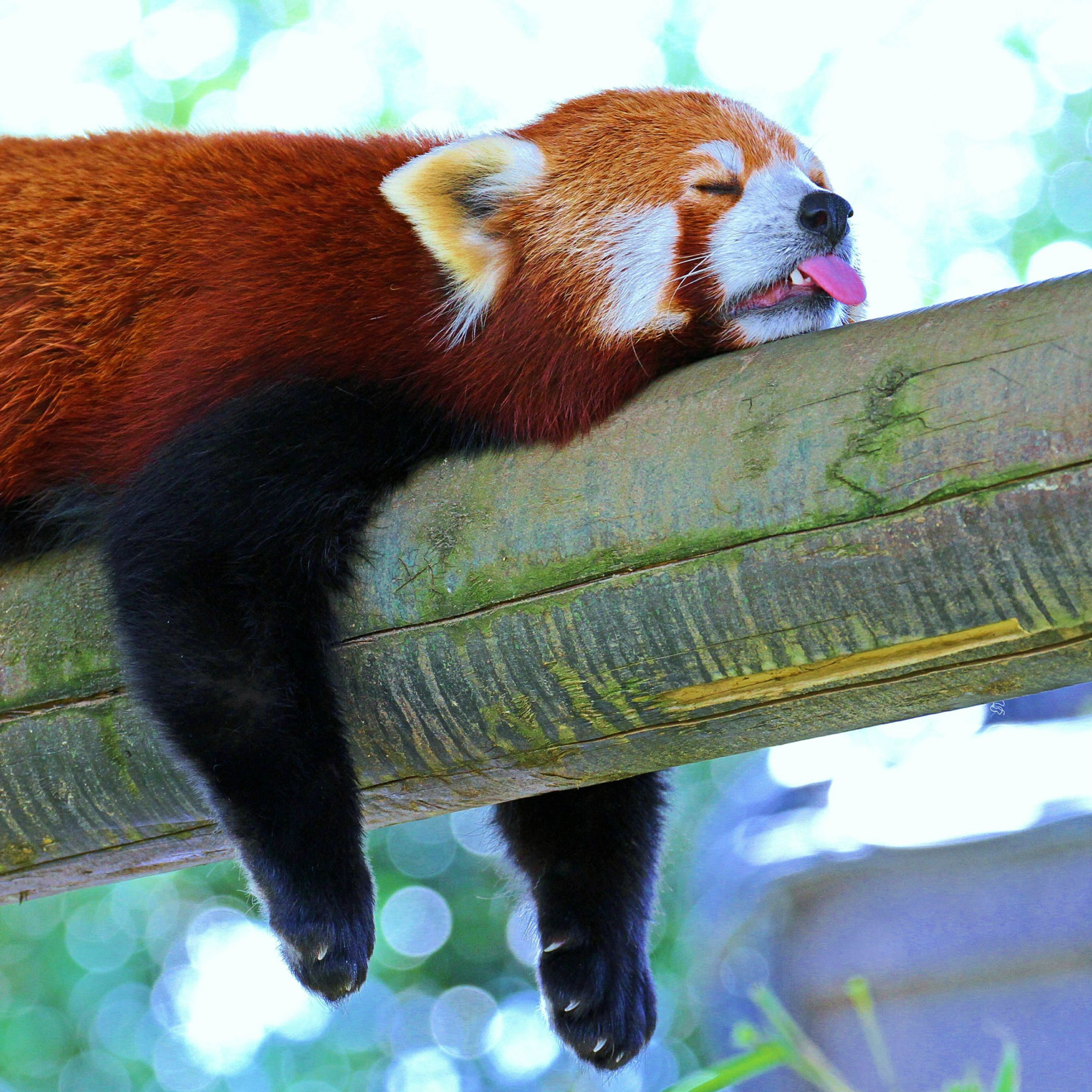 Panda Lesser Panda Red Panda Branch Rest Sleep #iPad #Pro #wallpaper. Panda vermelho, Pandas, Animais fofos