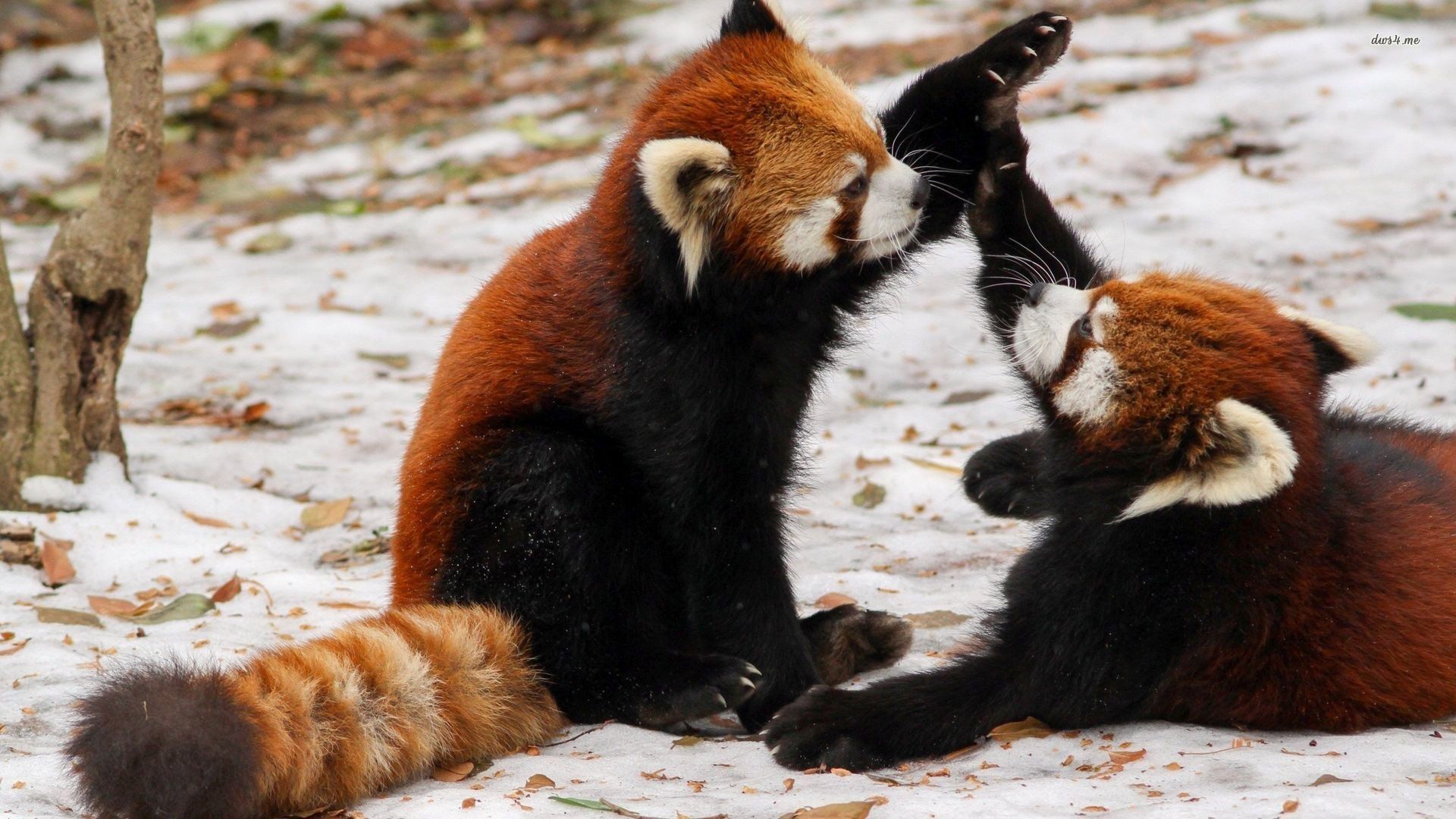 Two Cute Back Brown With Fur Tail Red Panda Are Sitting On Snow Playing HD Panda Wallpaper