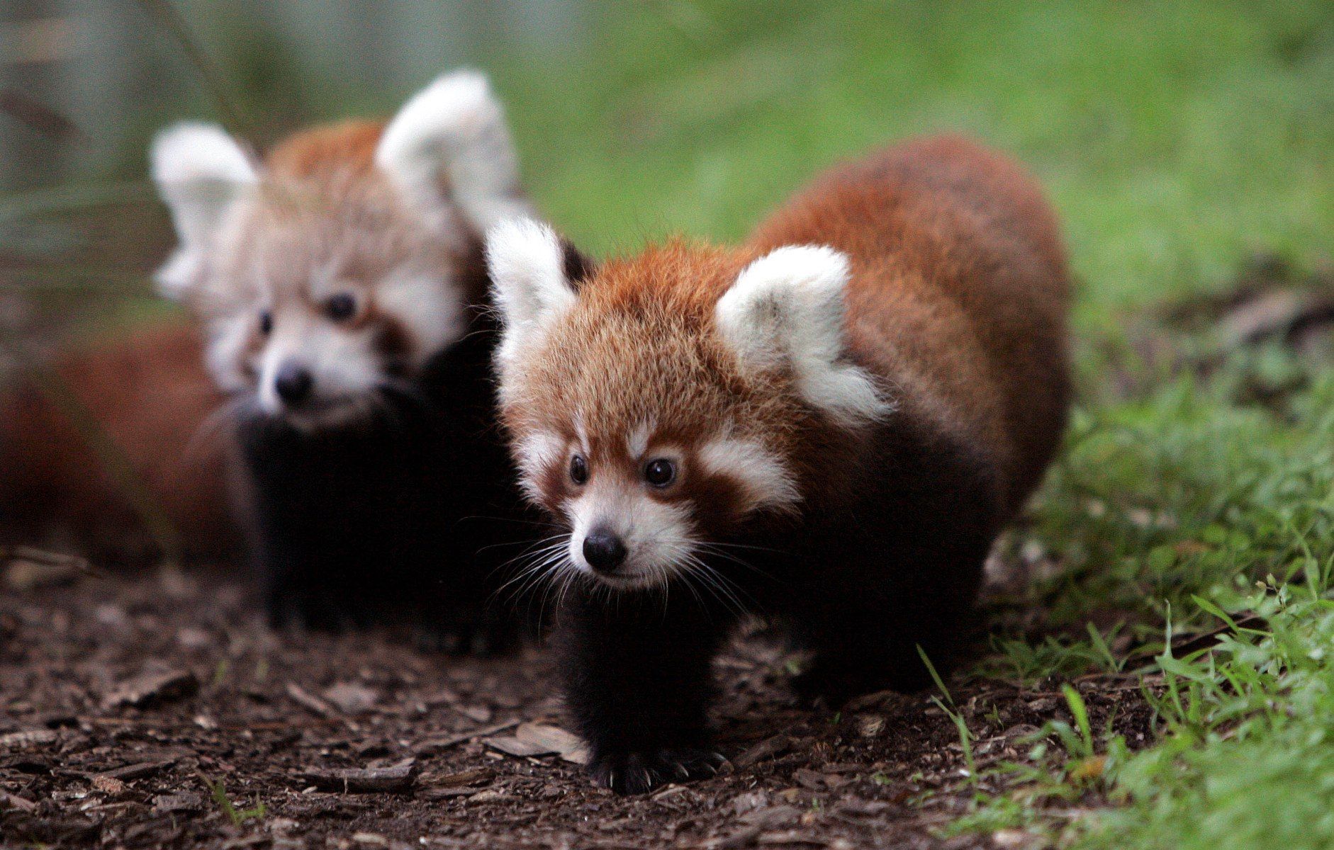 Gallery for baby red panda wallpaper