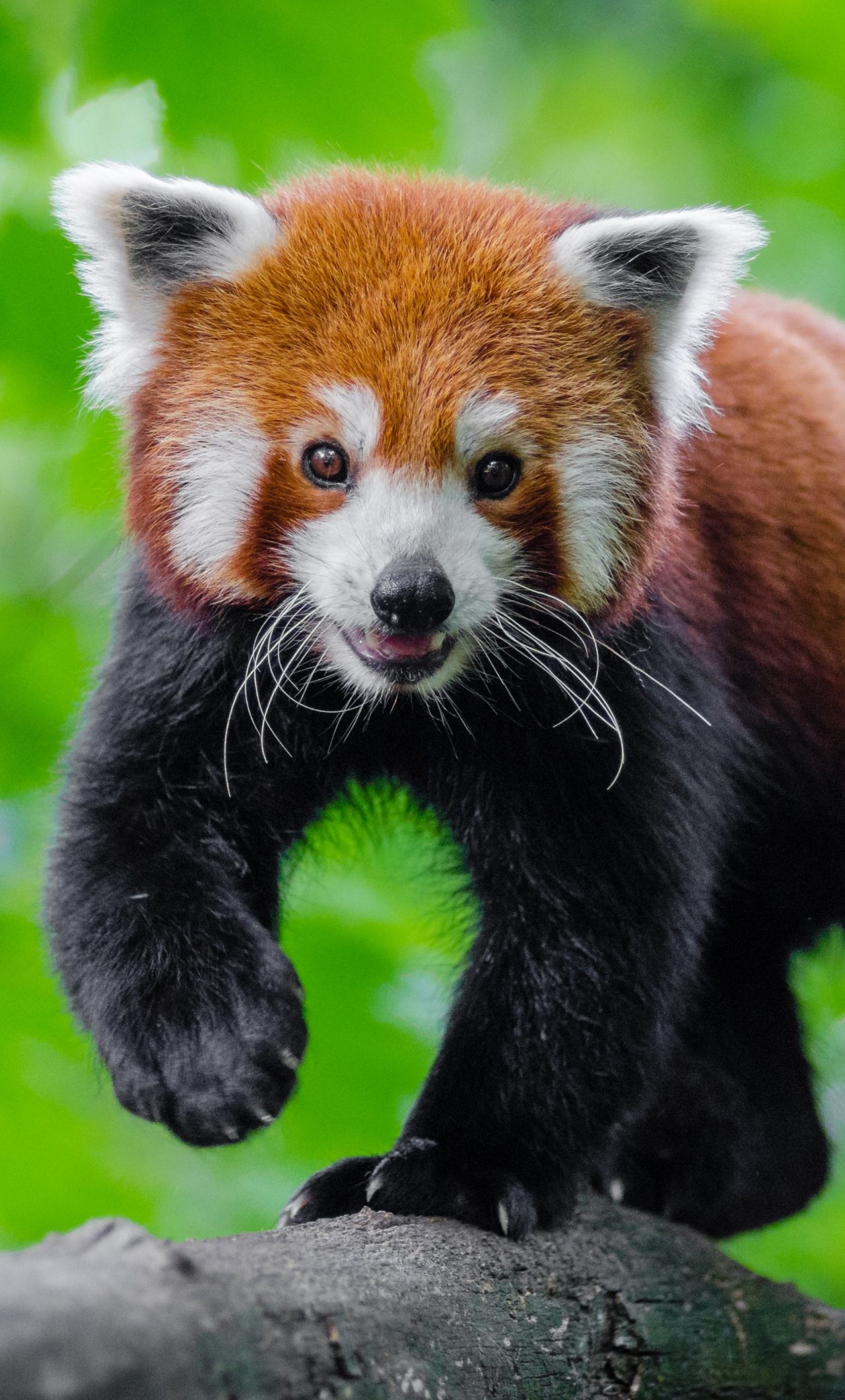 Download 1280x2120 wallpaper cute, red panda, animal, play, iphone 6 plus, 1280x2120 HD image, background, 838
