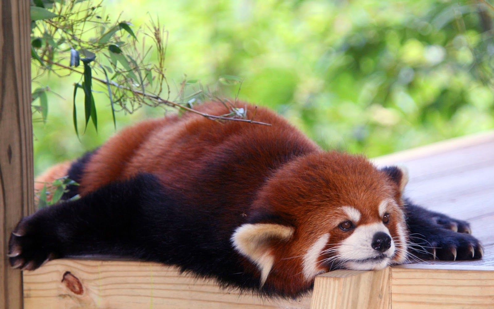Amazing Creatures: 40 Adorable red panda picture (40 pics)