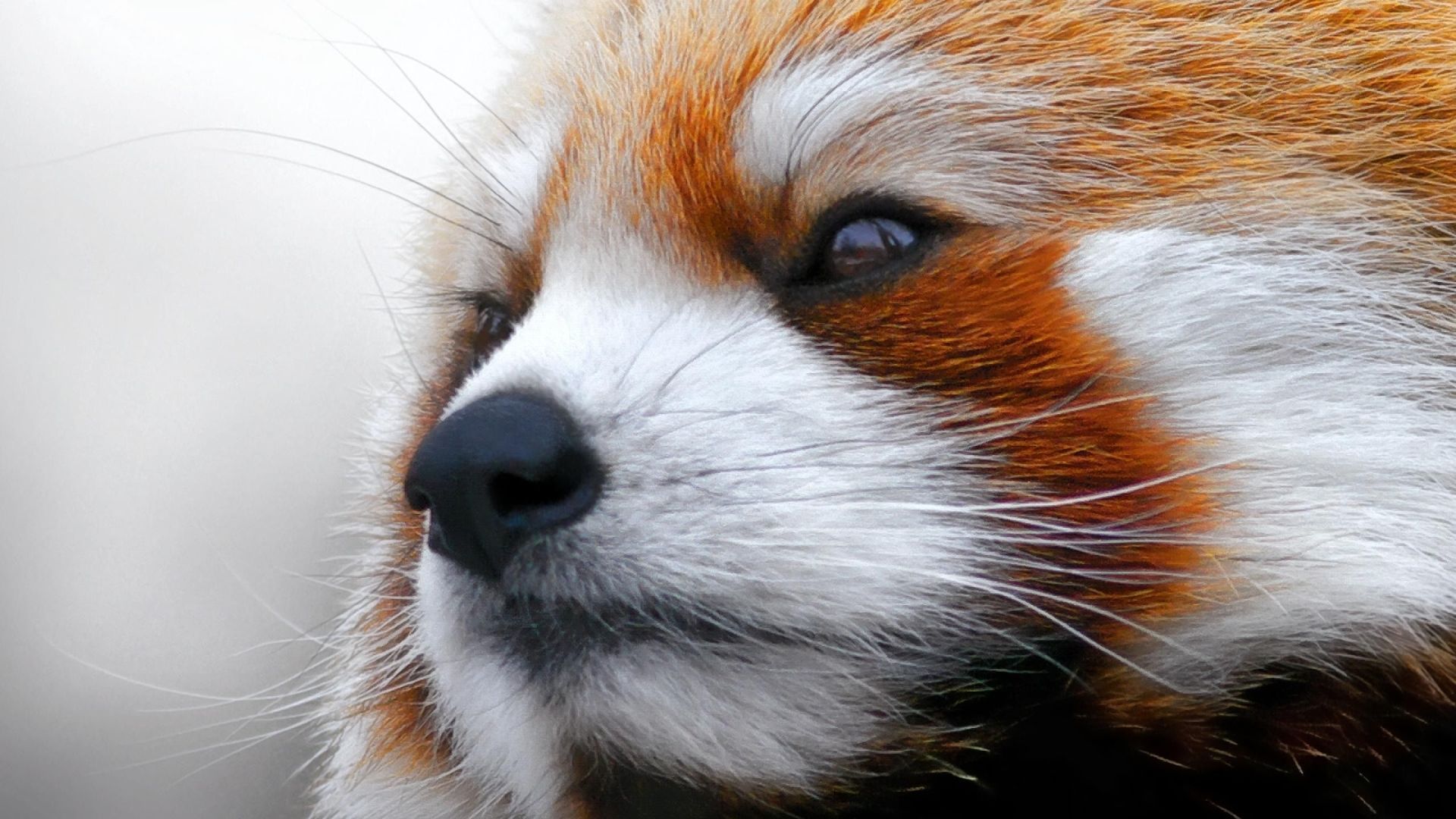 Desktop Wallpaper Red Panda's Cute Face, HD Image, Picture, Background, Df7uwy