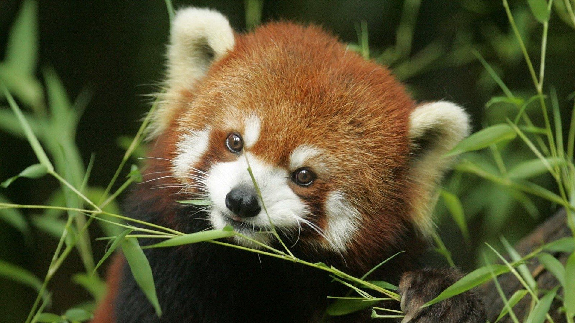 Cute Red Panda HD Wallpaper · The Big Photo