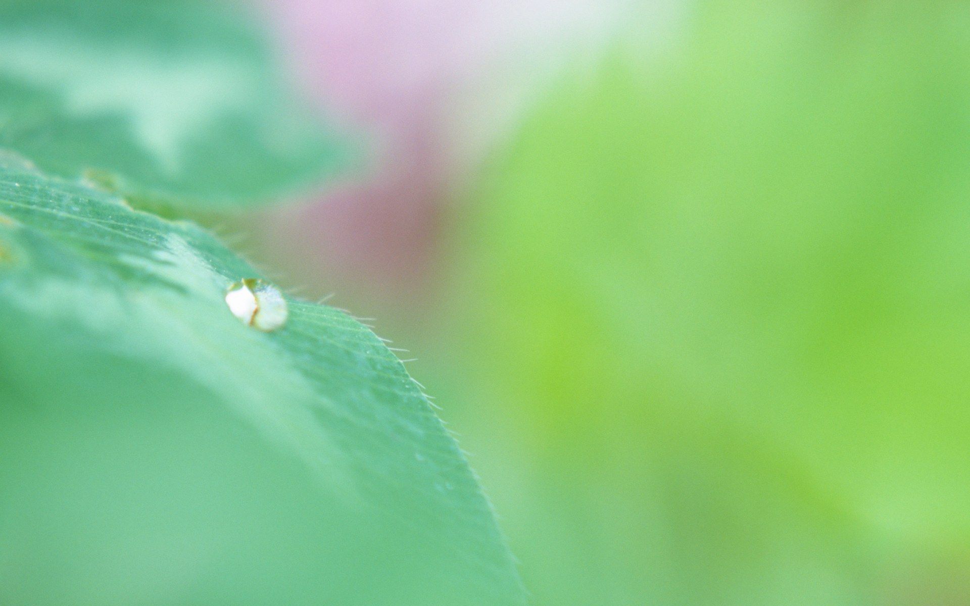 Soft Focus Photography and Fresh Green Leaves 1920x1200 NO.19 Desktop Wallpaper