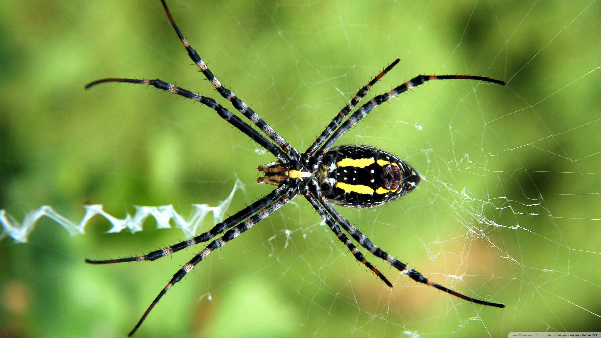 Spider Nature Wallpapers - Wallpaper Cave