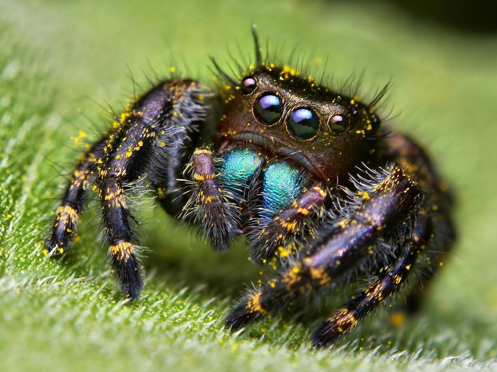 Spider HD Wallpaper