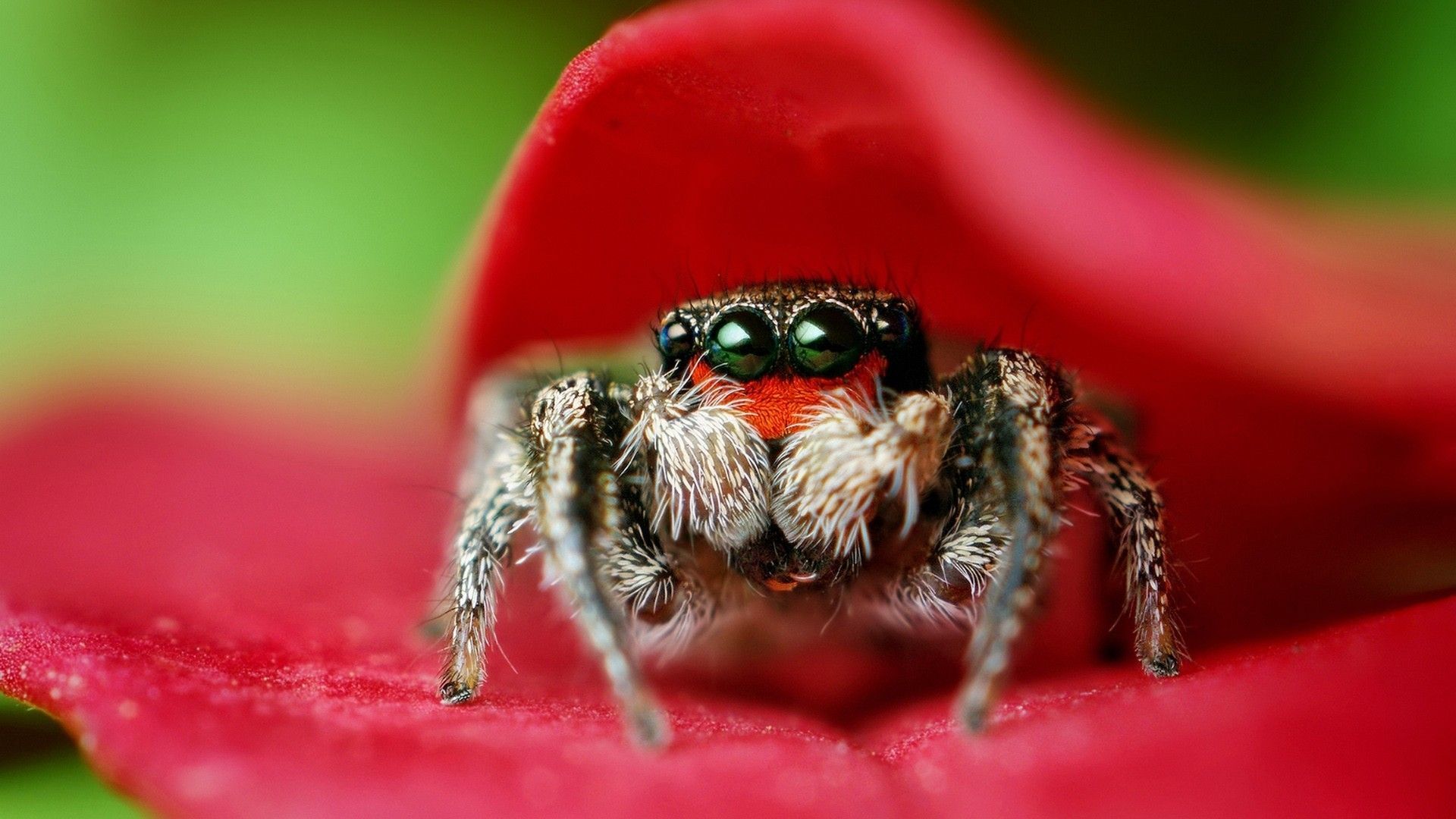 spiders, #nature. Wallpaper No. 133925. Jumping spider, Animal wallpaper, Animal symbolism