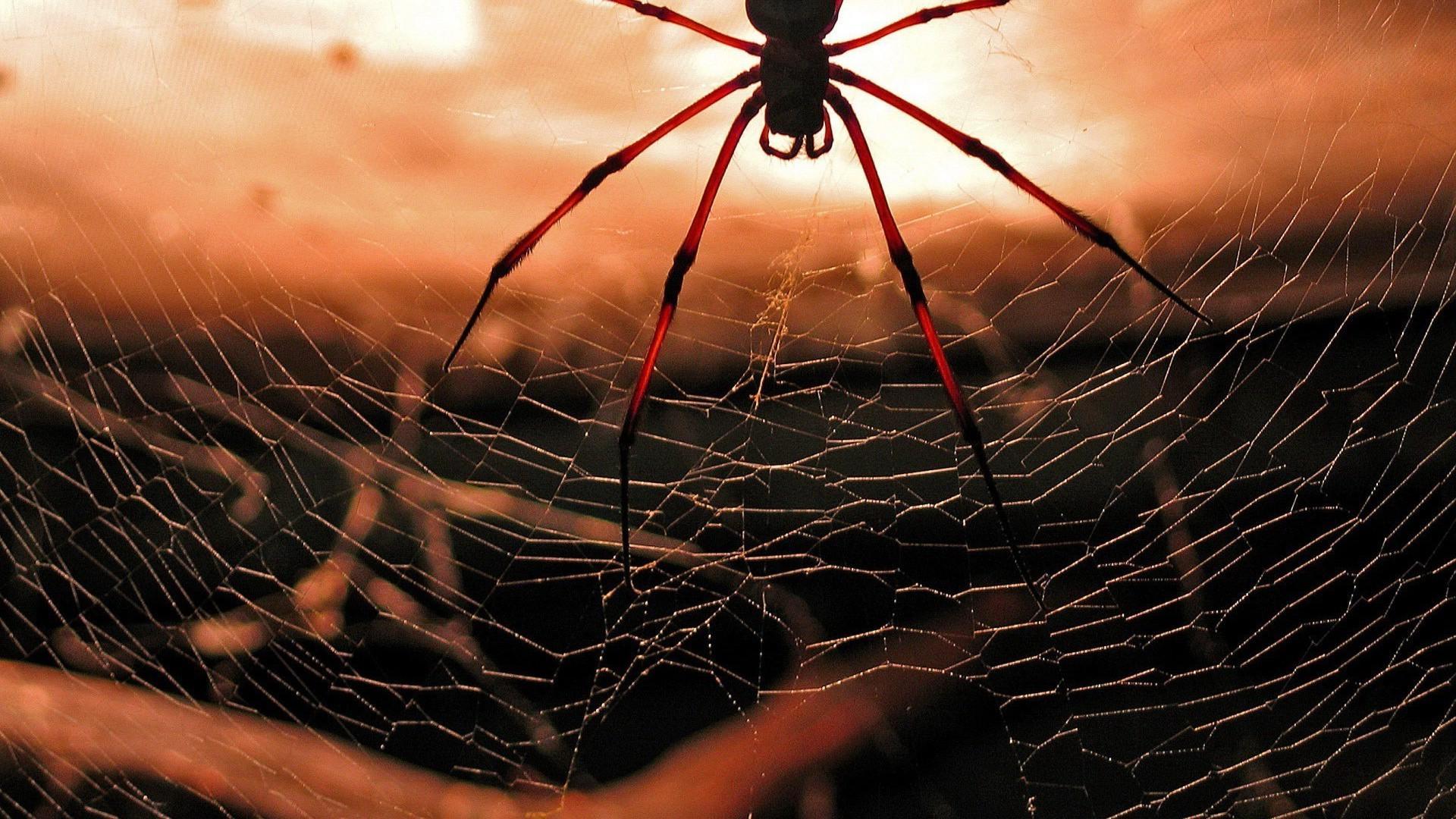 Spider. Nature Wallpaper for Android