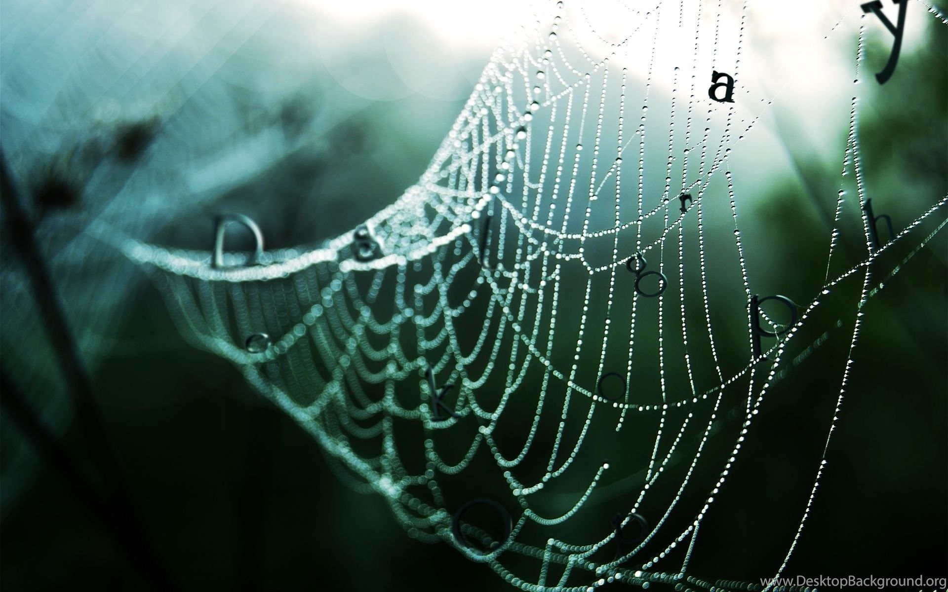 Spider Web HD Wallpaper Desktop Background