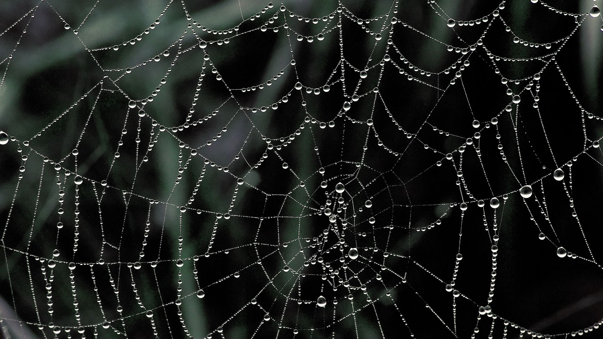 Spider Web Wallpaper HD HD Wallpaper